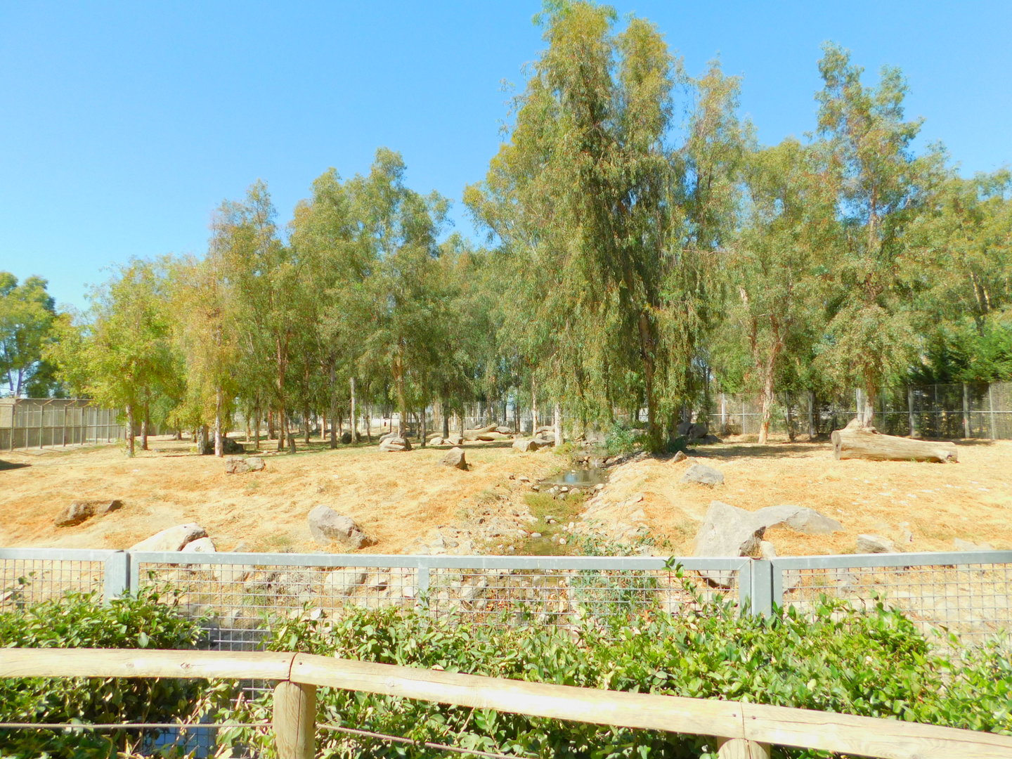 Spotted Hyena Enclosure