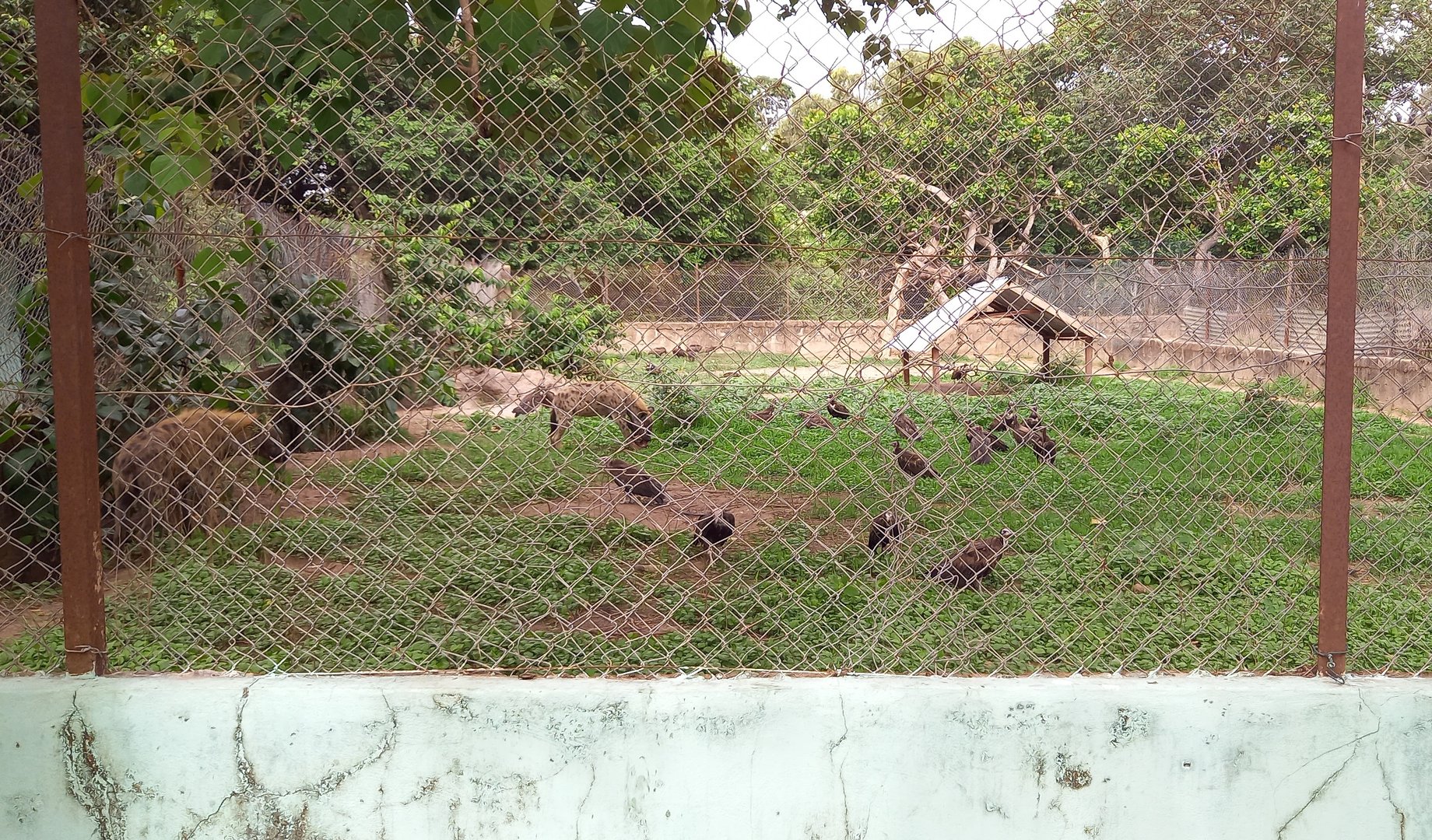 Spotted hyena enclosure