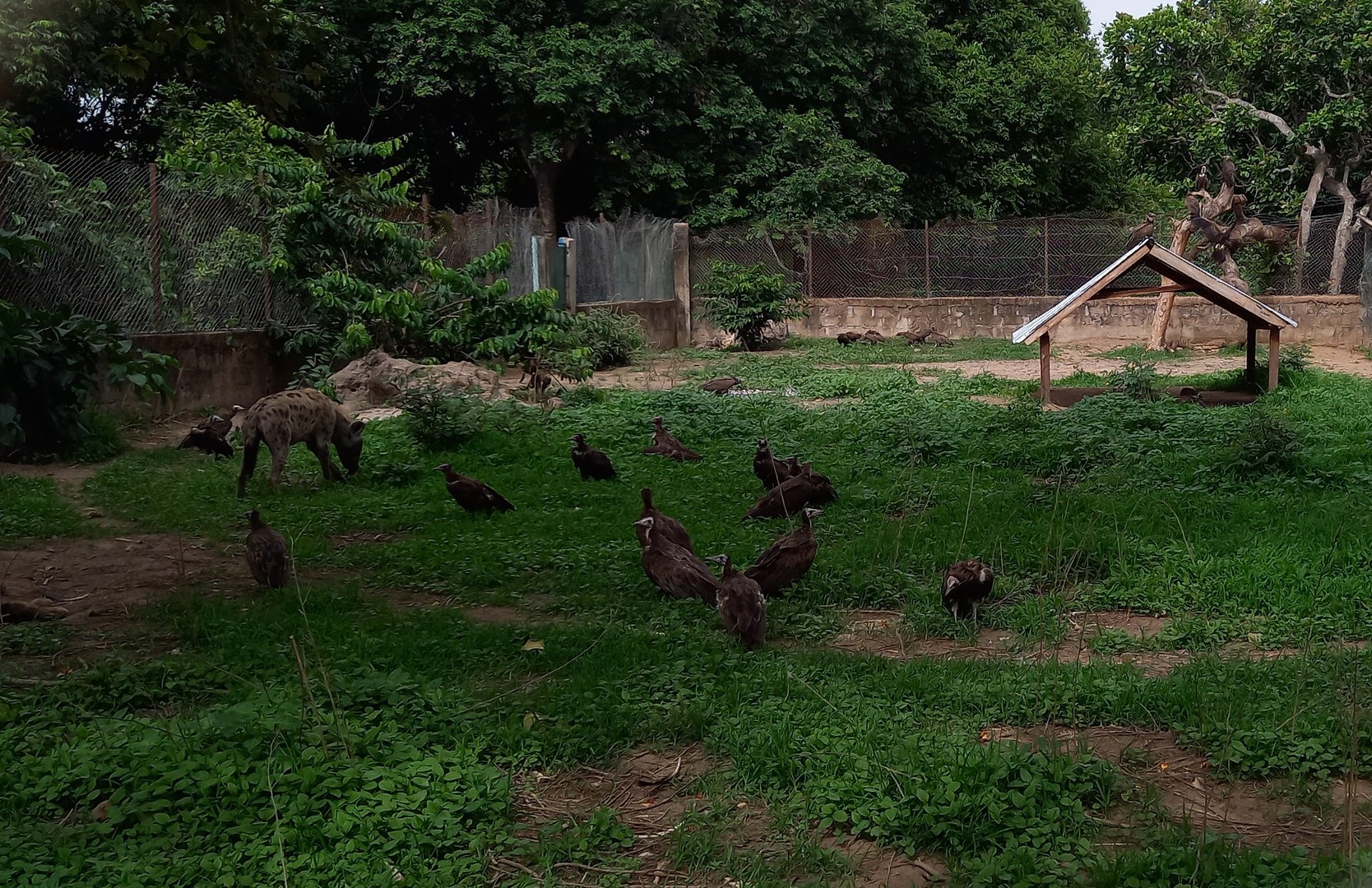 Spotted hyena enclosure