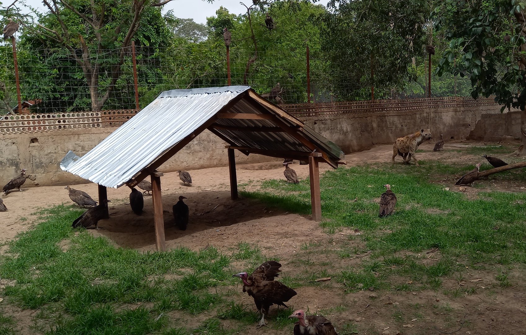 Spotted hyena enclosure