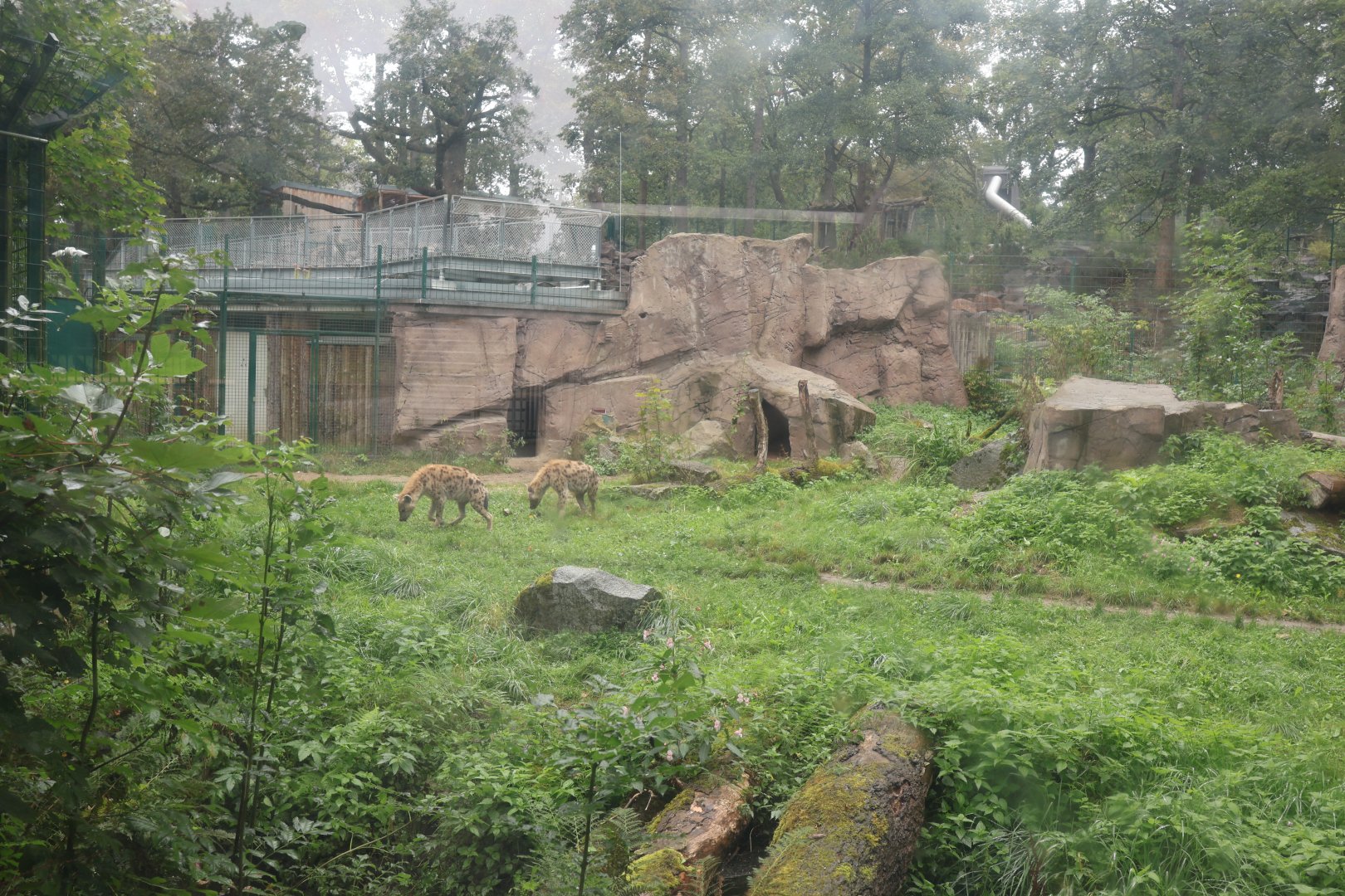 Spotted hyena enclosure