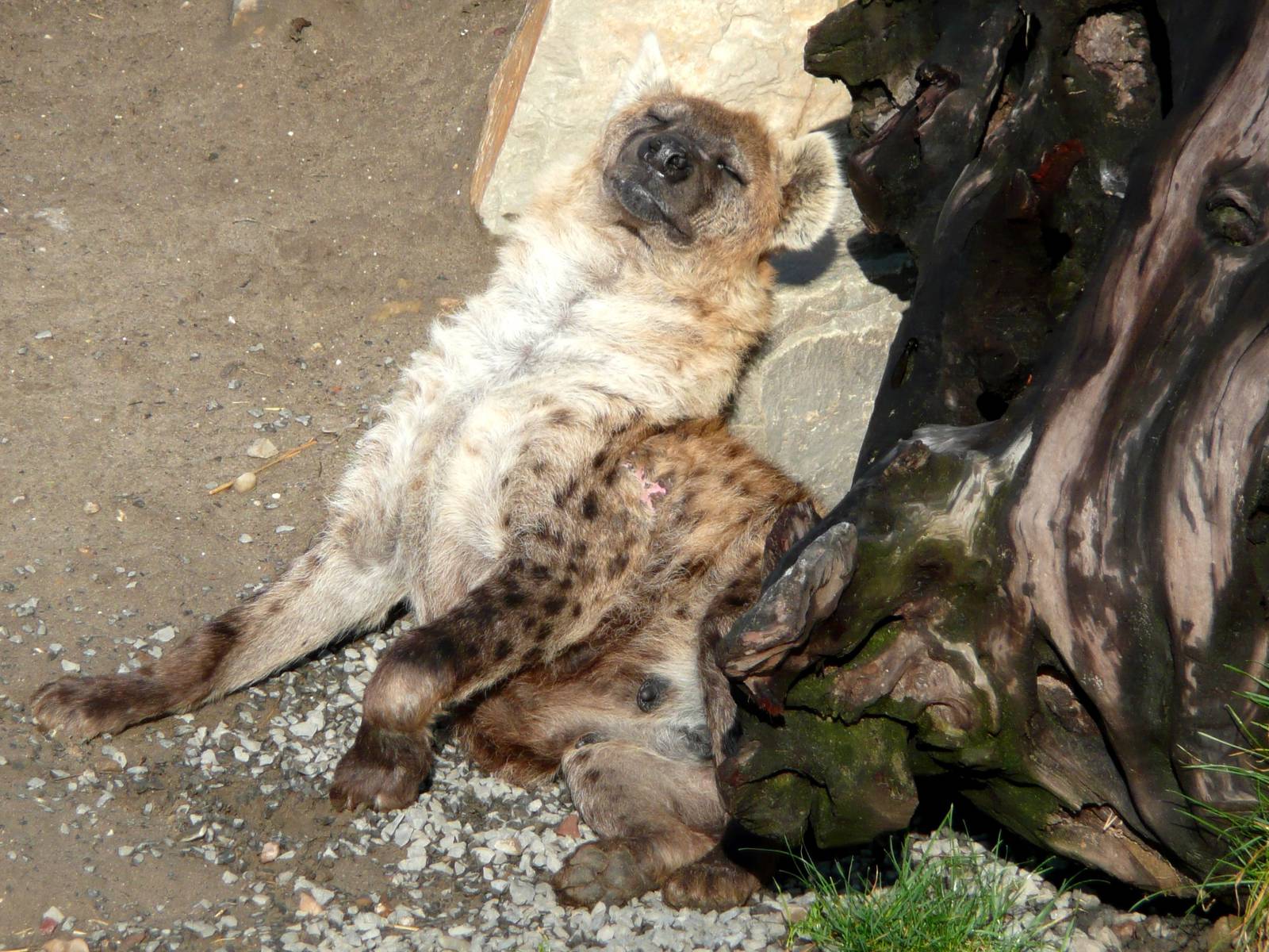 Spotted hyena enjoying the sun
