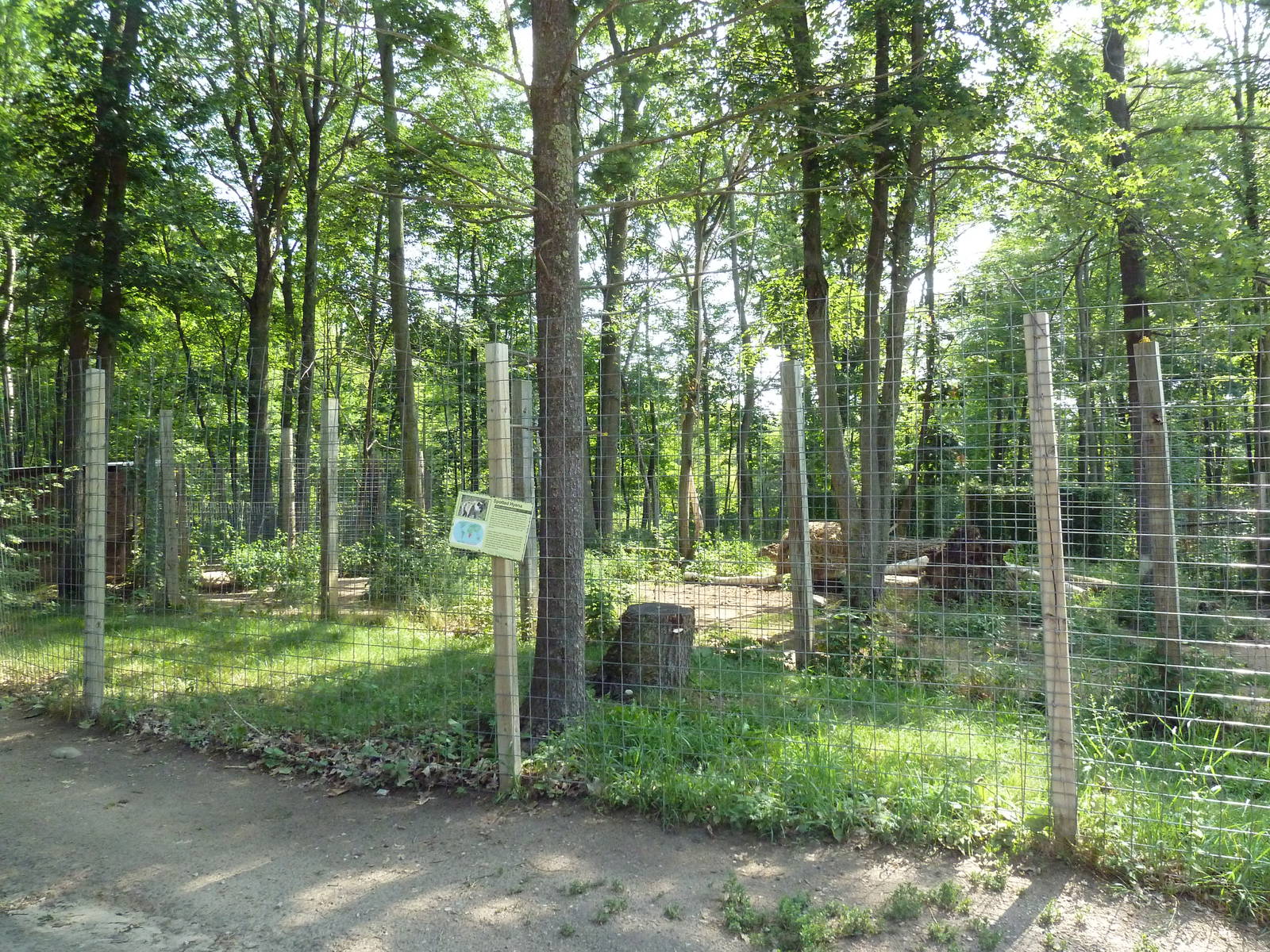 Spotted Hyena Exhibit #1