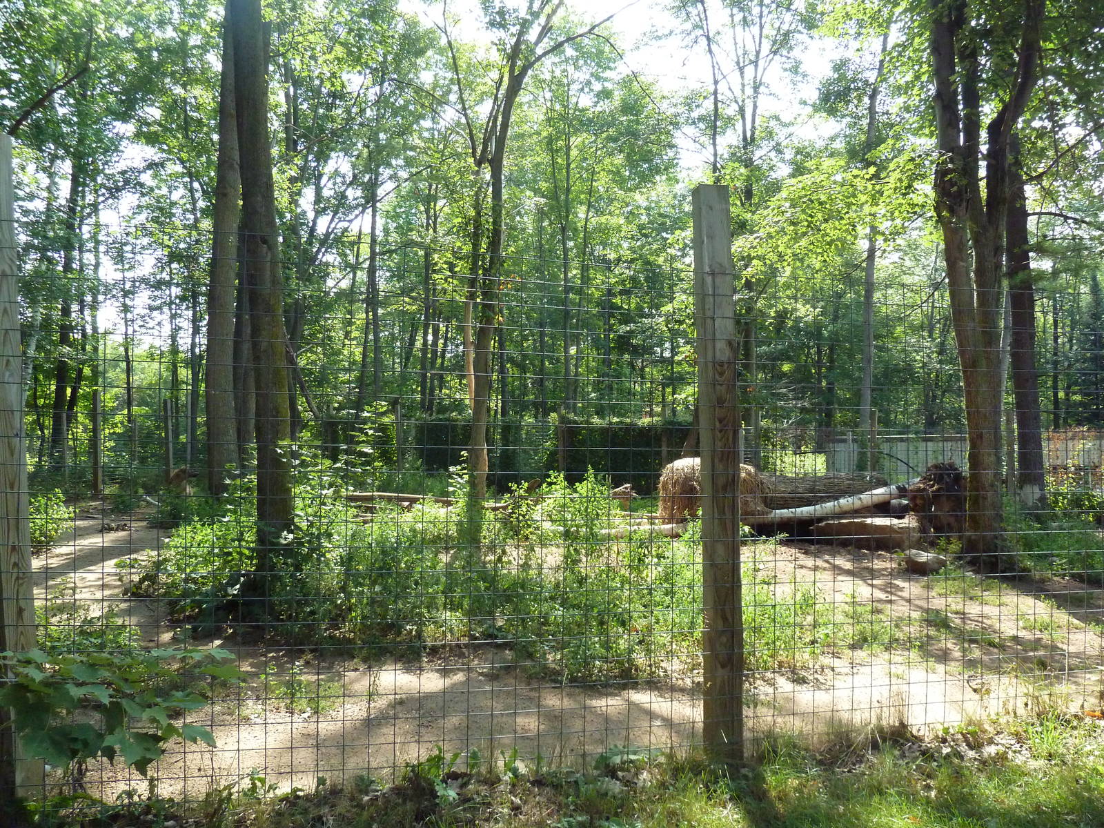 Spotted Hyena Exhibit #1