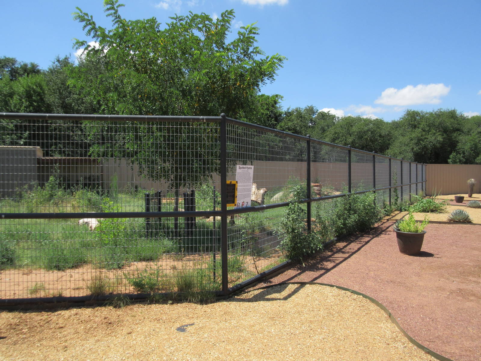 Spotted Hyena Exhibit #2 (New in 2014)