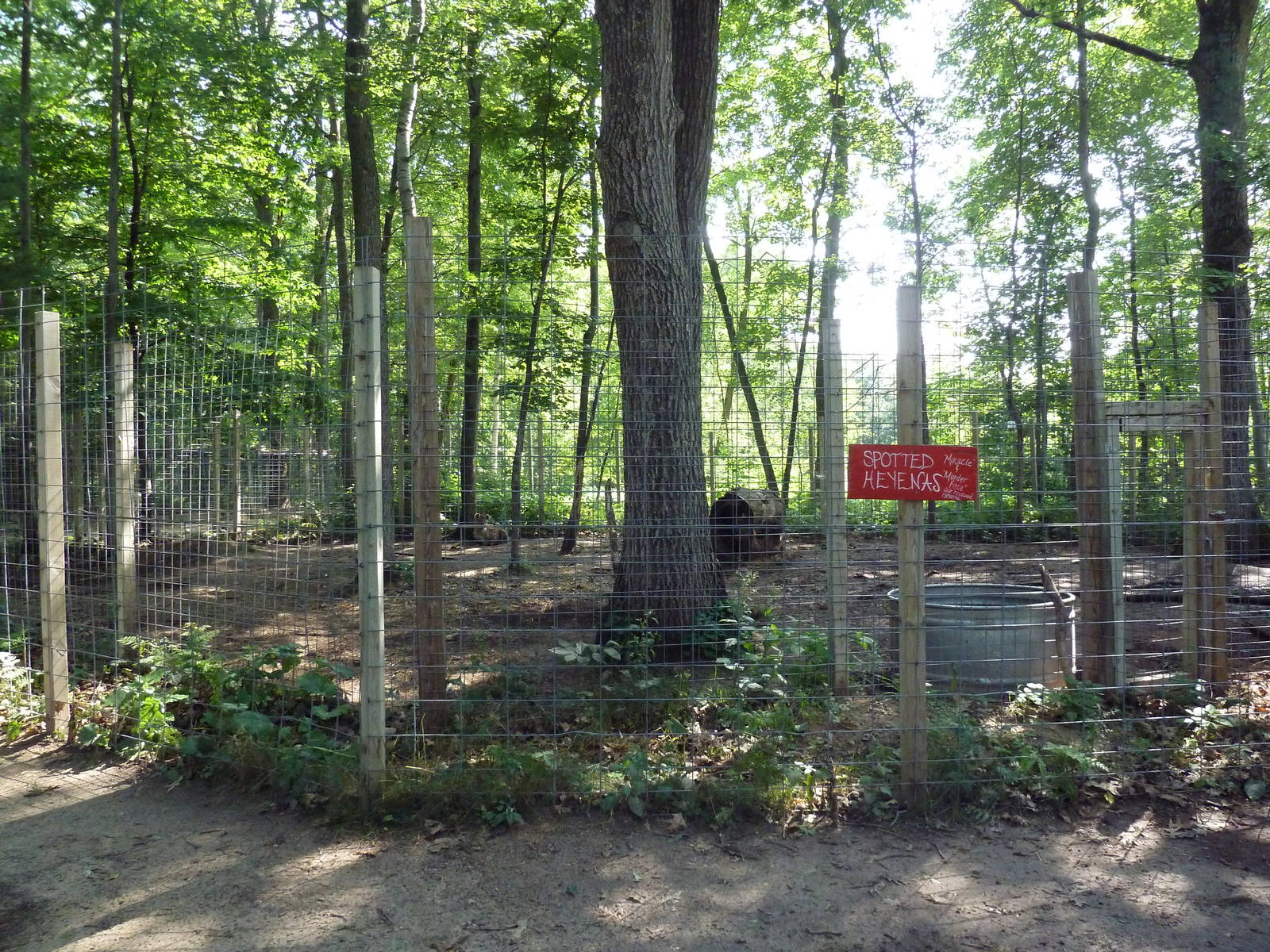 Spotted Hyena Exhibit #2