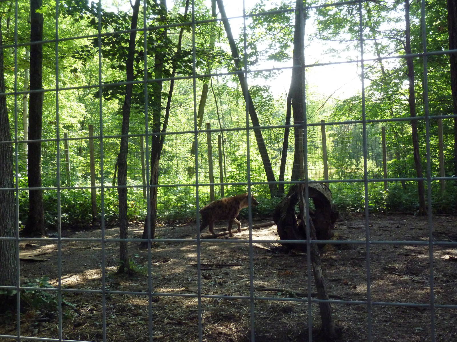 Spotted Hyena Exhibit #2