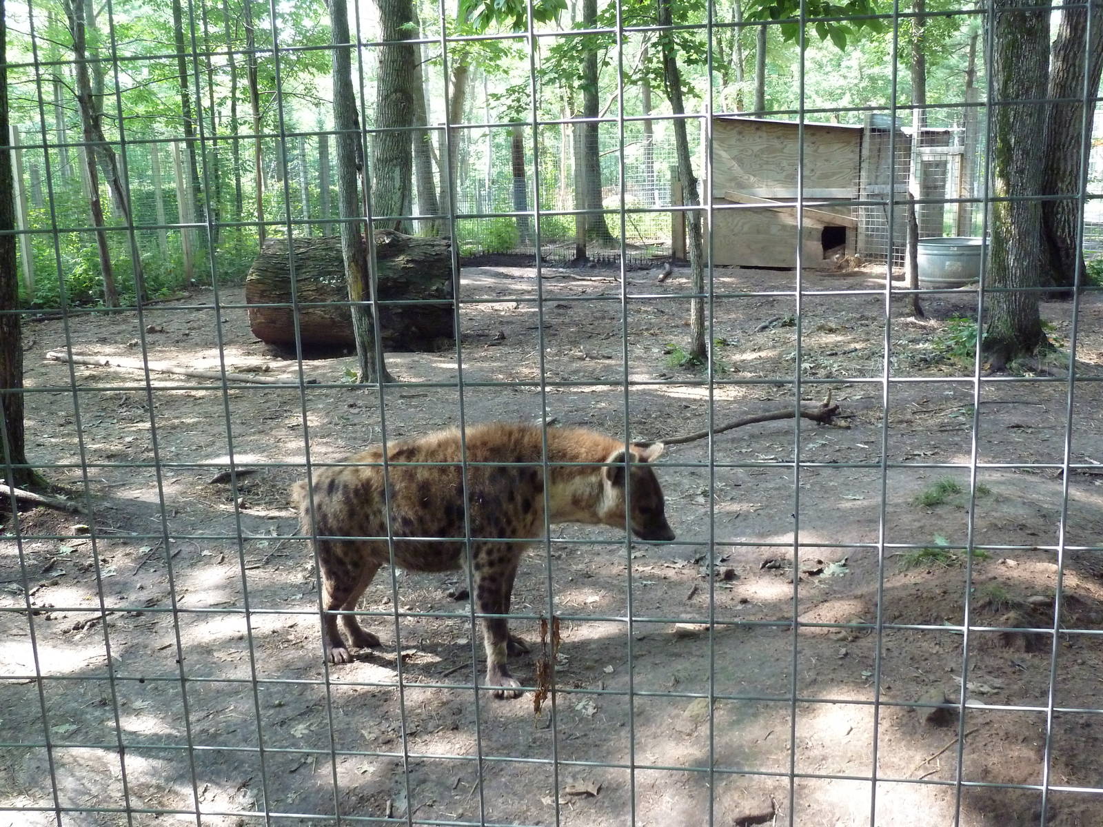 Spotted Hyena Exhibit #2