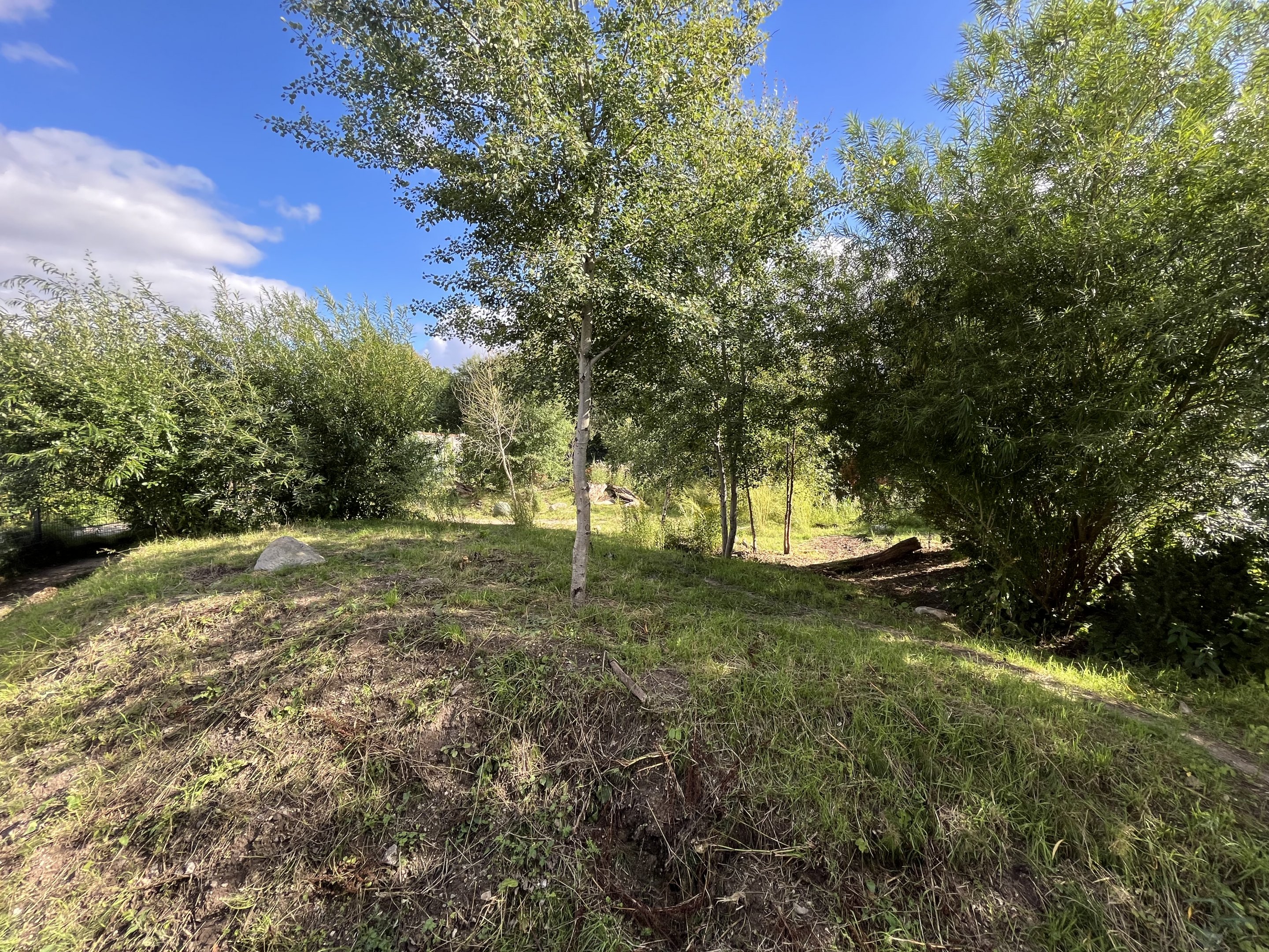 Spotted Hyena Exhibit #2