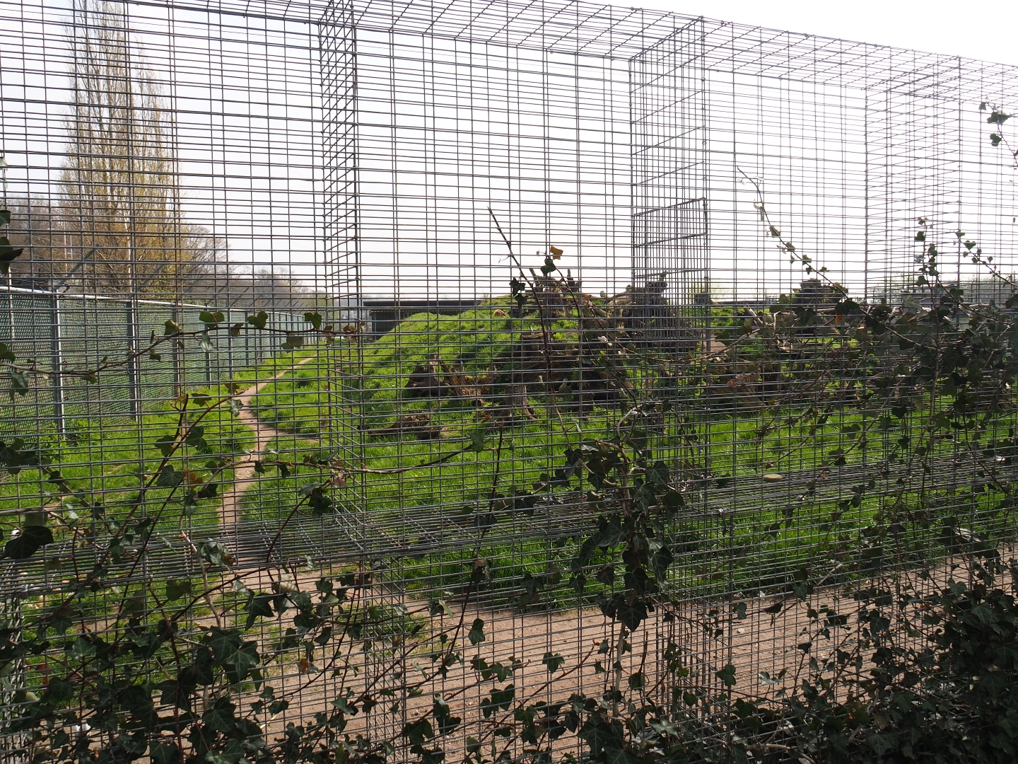 Spotted hyena exhibit, 2019-04-06