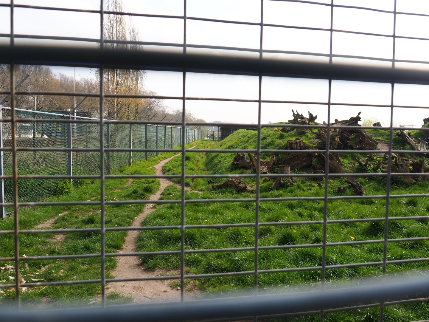 Spotted hyena exhibit, 2019-04-06