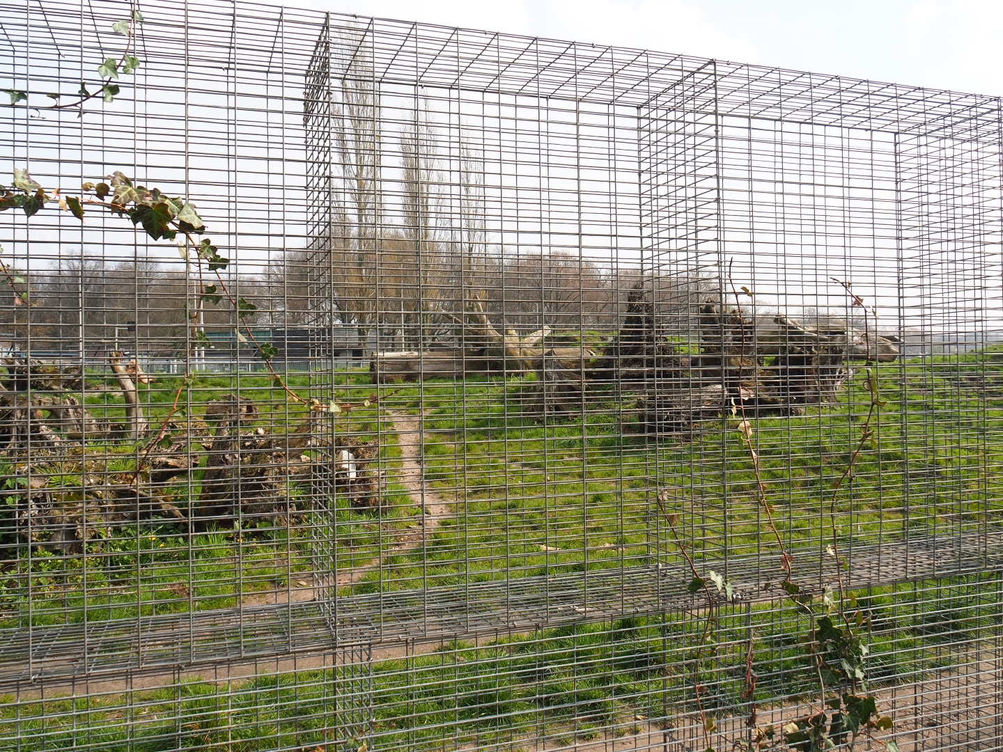 Spotted hyena exhibit, 2019-04-06