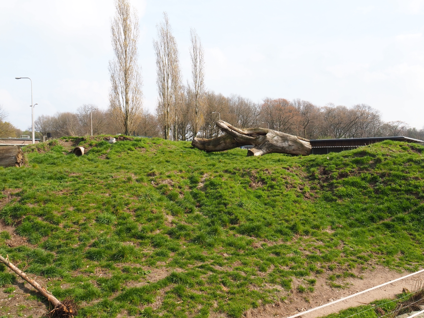 Spotted hyena exhibit, 2019-04-06