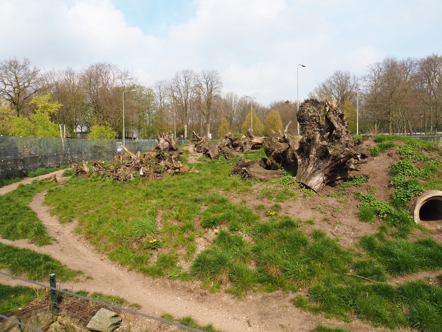 Spotted hyena exhibit, 2019-04-06