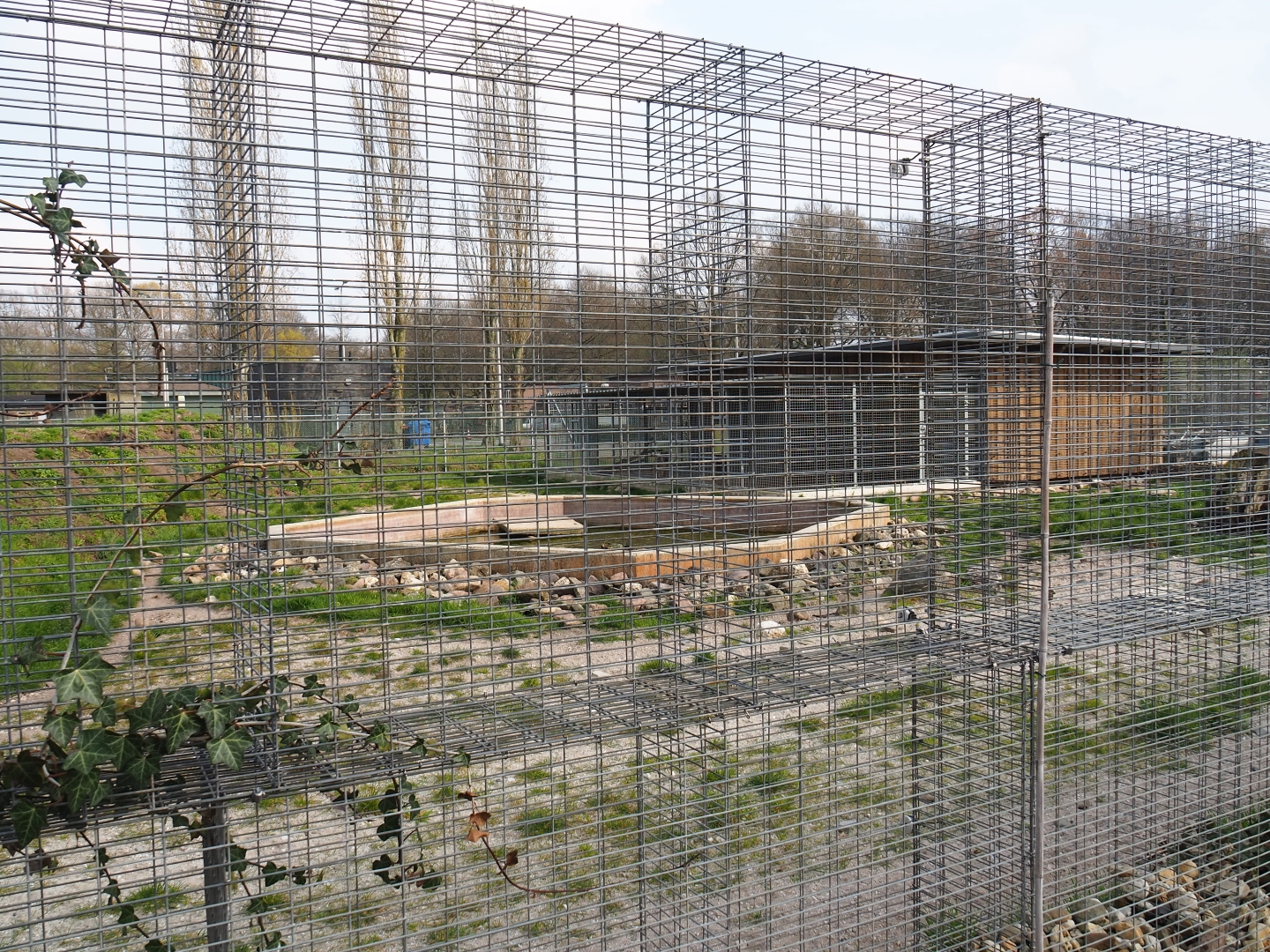 Spotted hyena exhibit, 2019-04-06