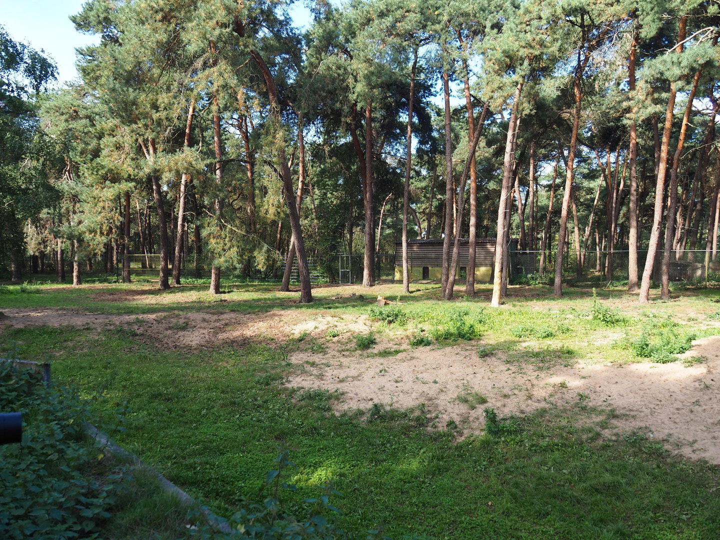 Spotted hyena exhibit, 2019-09-15