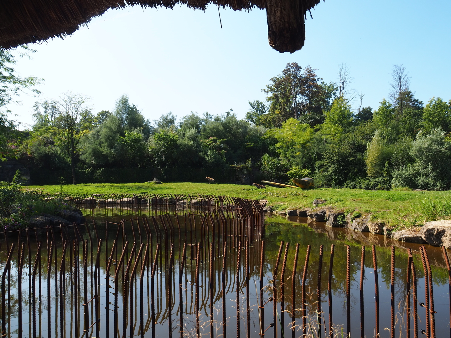 Spotted hyena exhibit, 2021-09-03