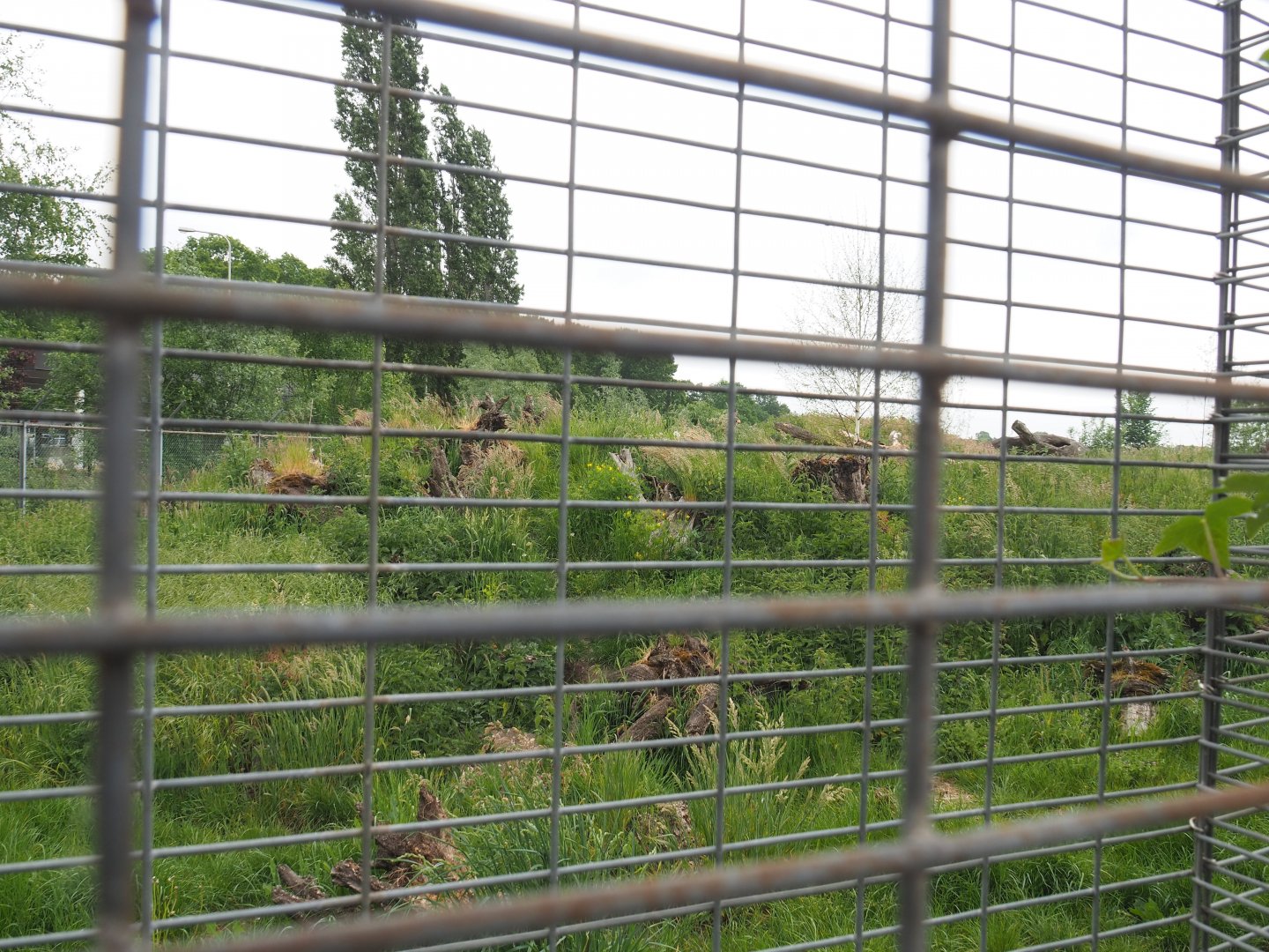 Spotted hyena exhibit, 2022-05-17