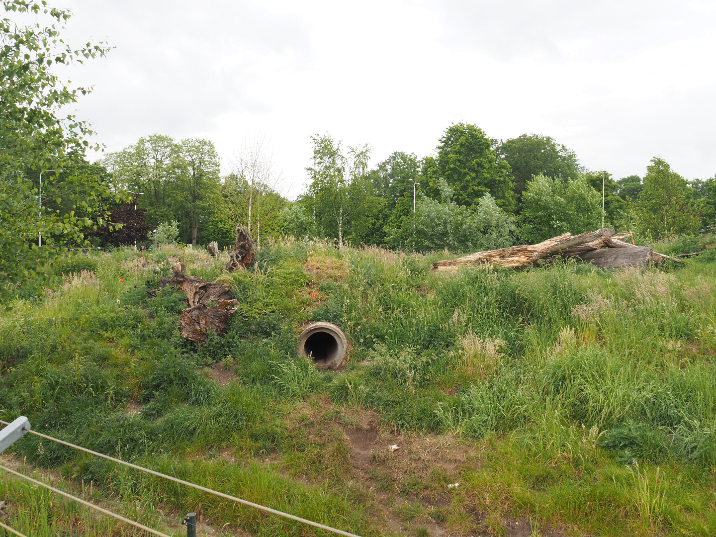 Spotted hyena exhibit, 2022-05-17