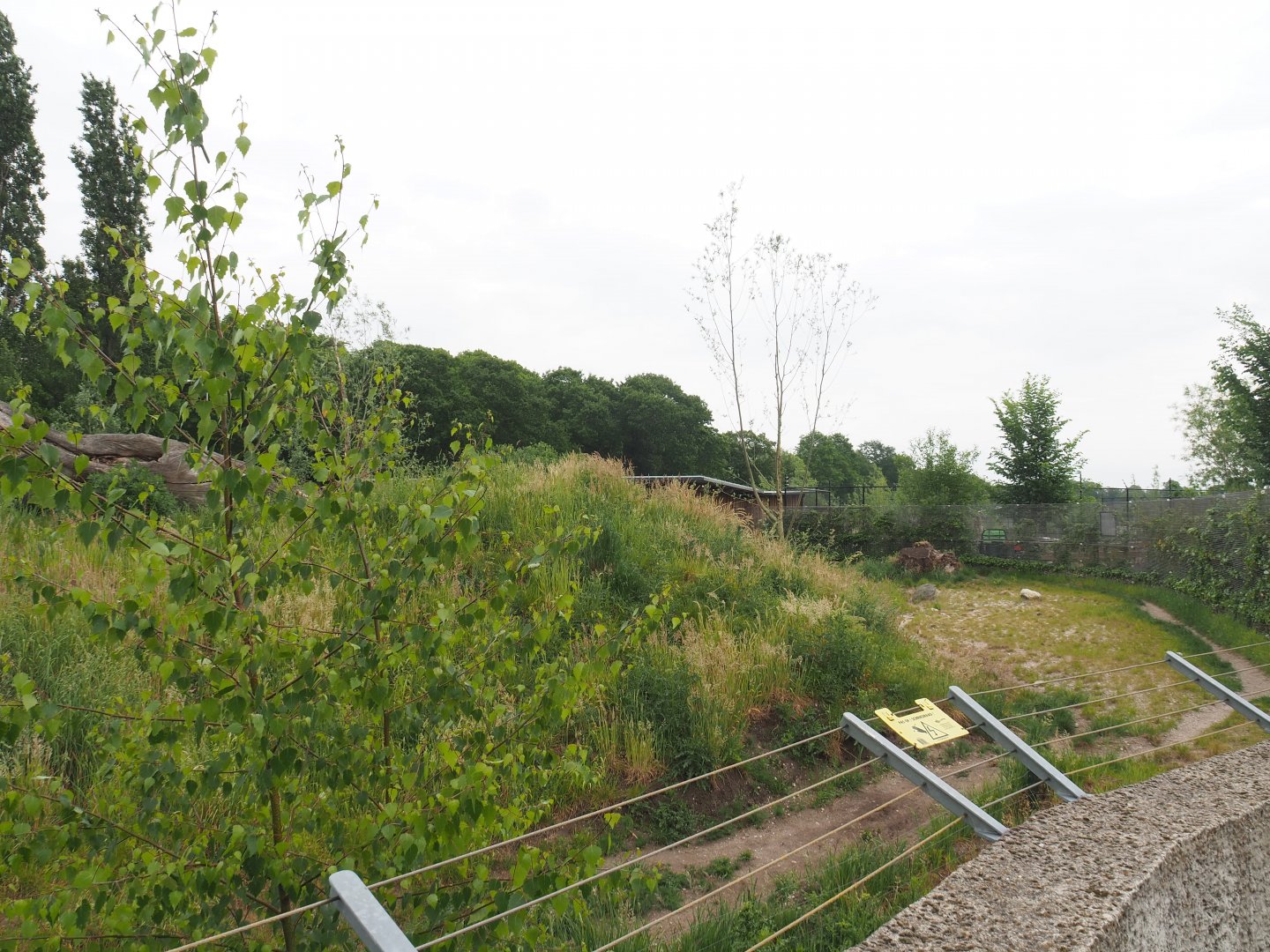 Spotted hyena exhibit, 2022-05-17