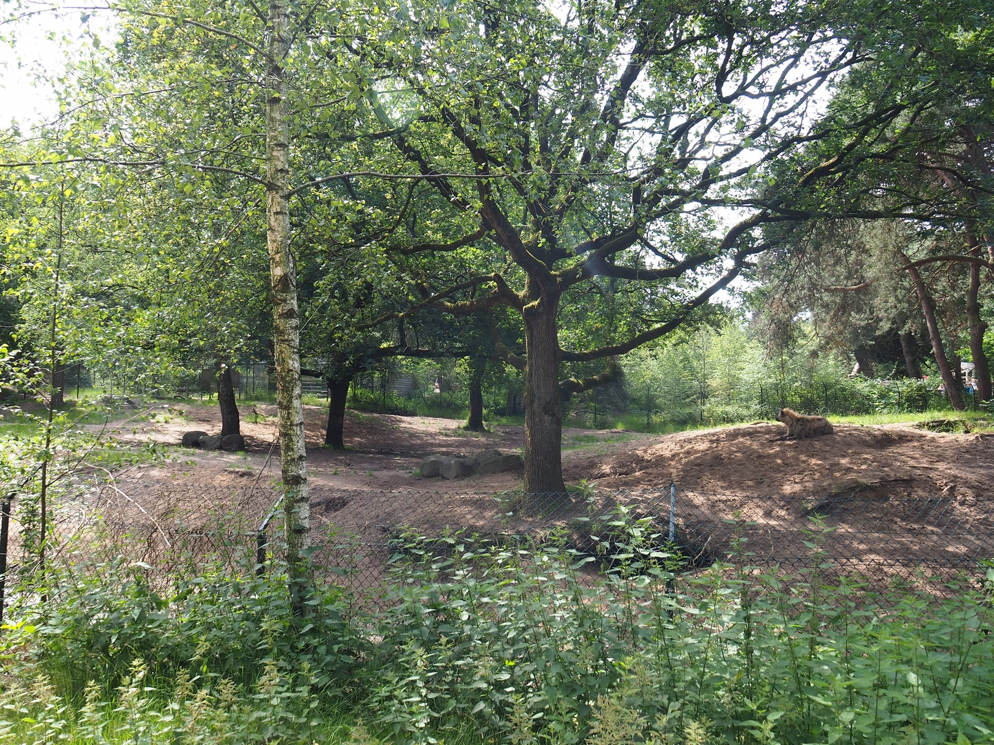 Spotted hyena exhibit, 2022-06-12