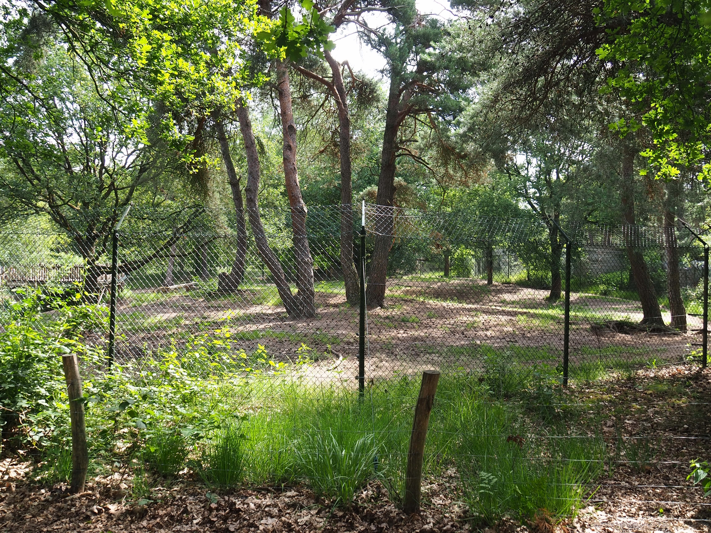 Spotted hyena exhibit, 2022-06-12