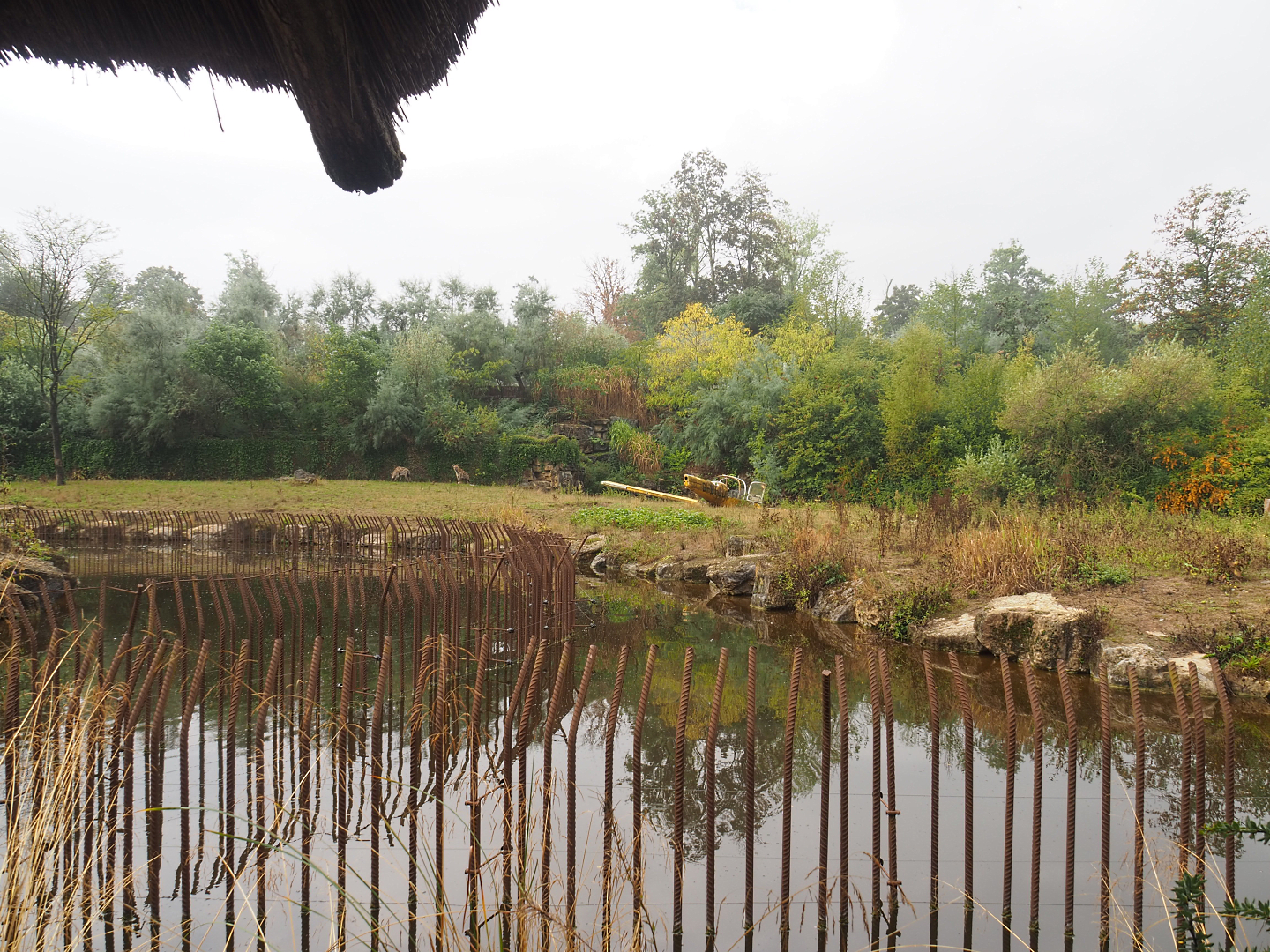 Spotted hyena exhibit, 2022-09-15