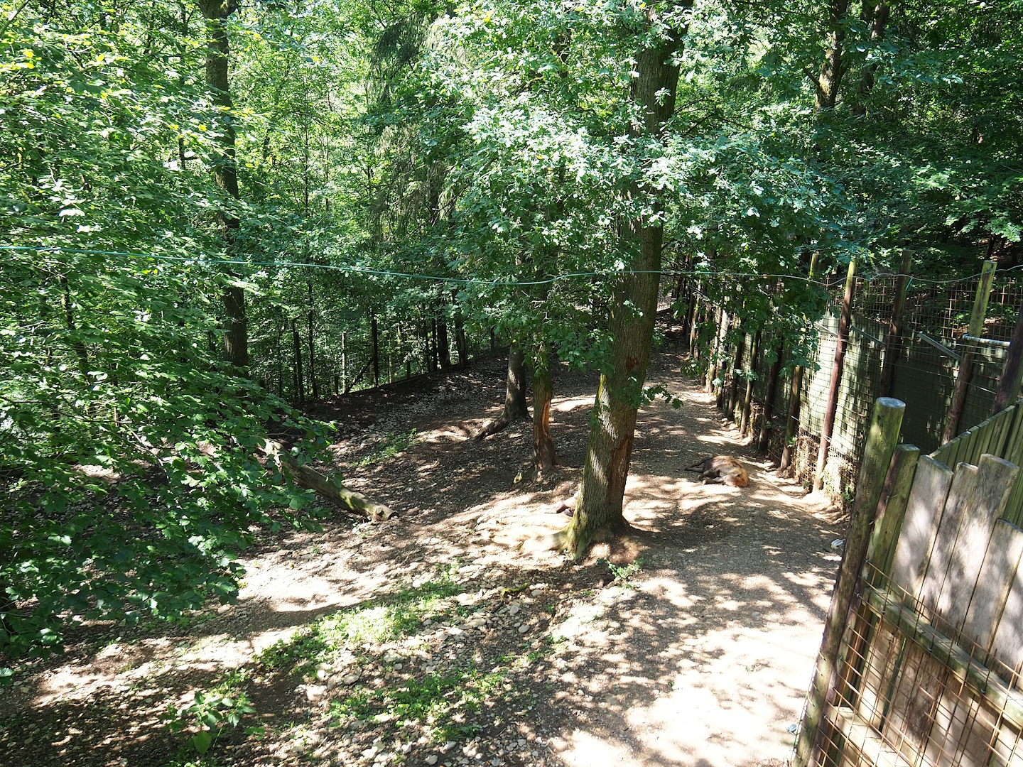 Spotted hyena exhibit, 2023-06-24