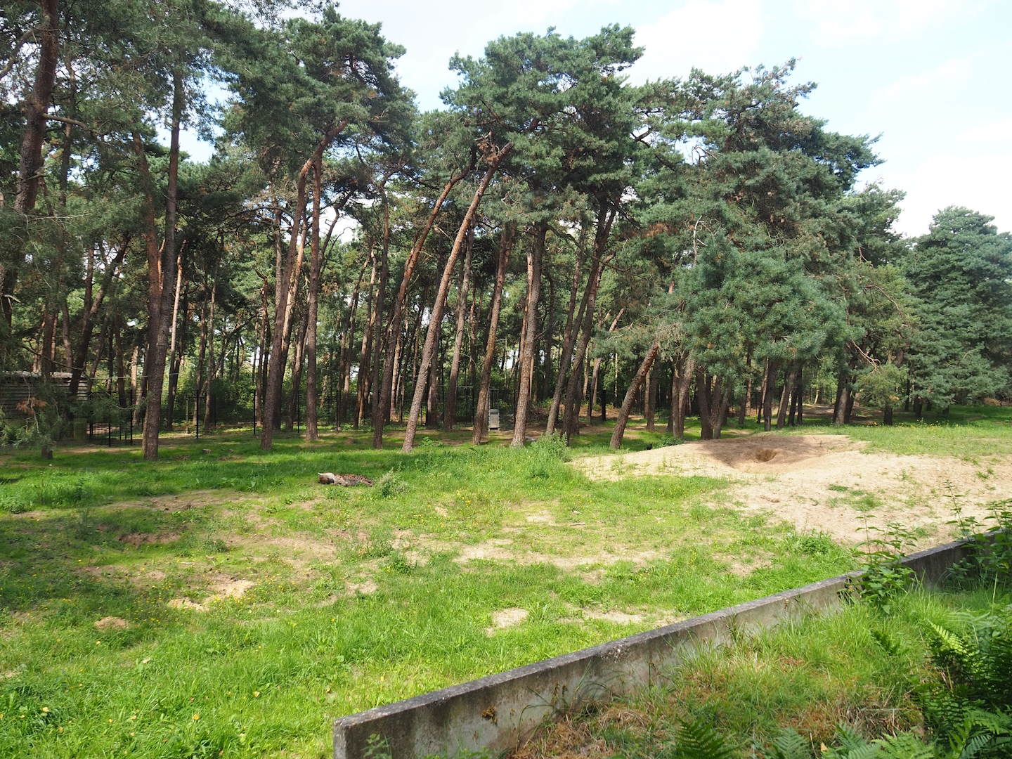 Spotted hyena exhibit, 2023-08-15