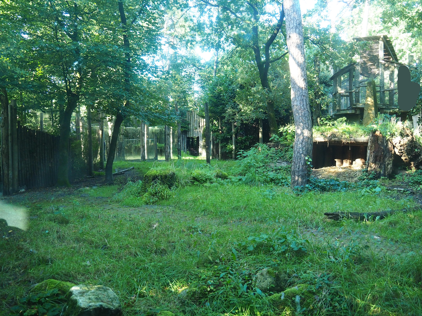 Spotted hyena exhibit, 2023-09-24