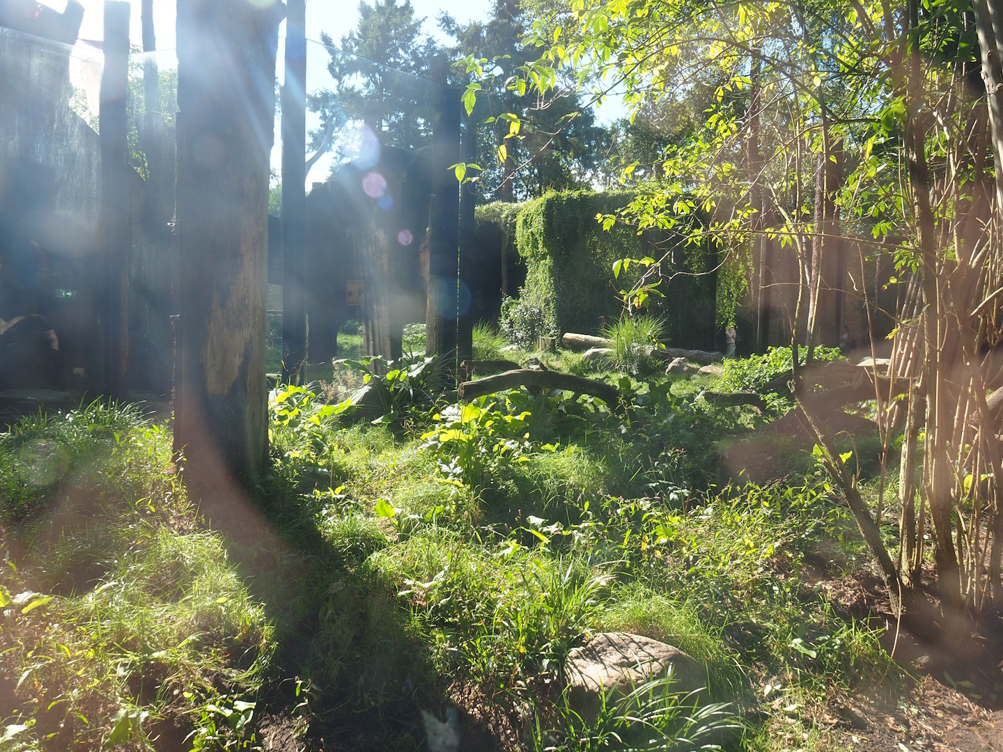 Spotted hyena exhibit, 2023-09-24