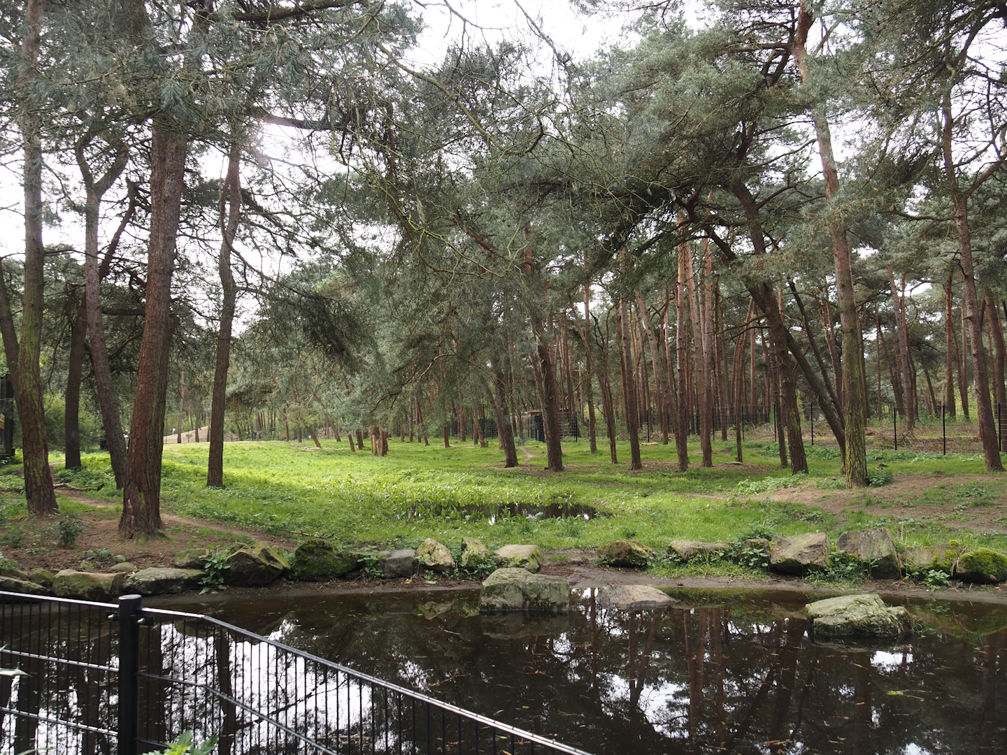 Spotted hyena exhibit, 2024-04-06