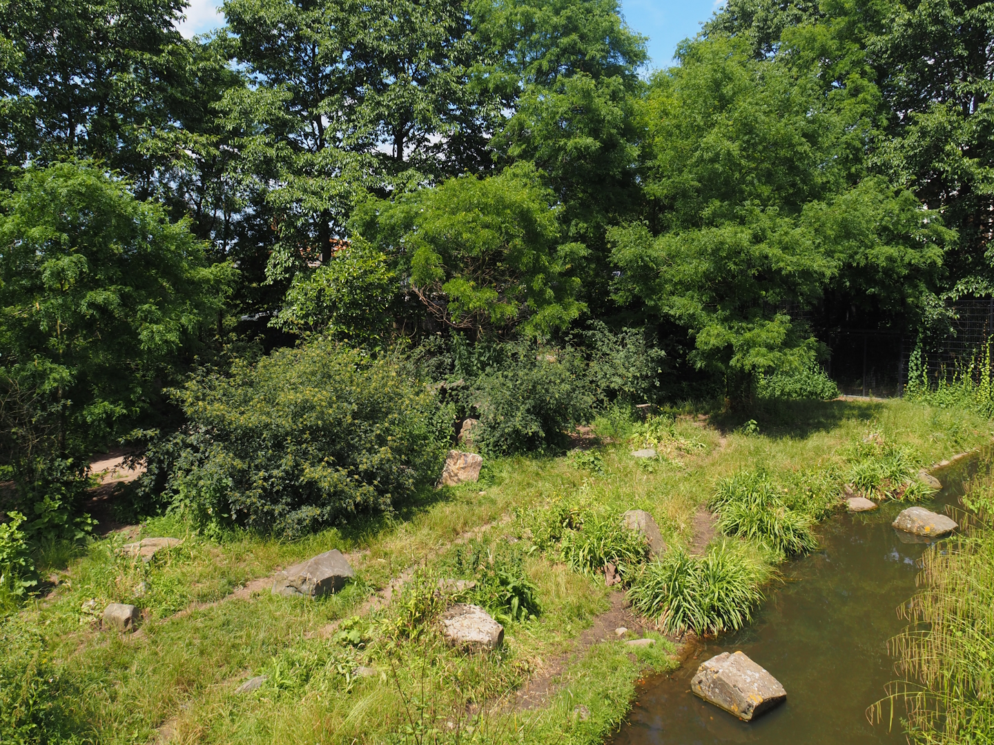 Spotted hyena exhibit, 2024-06-30