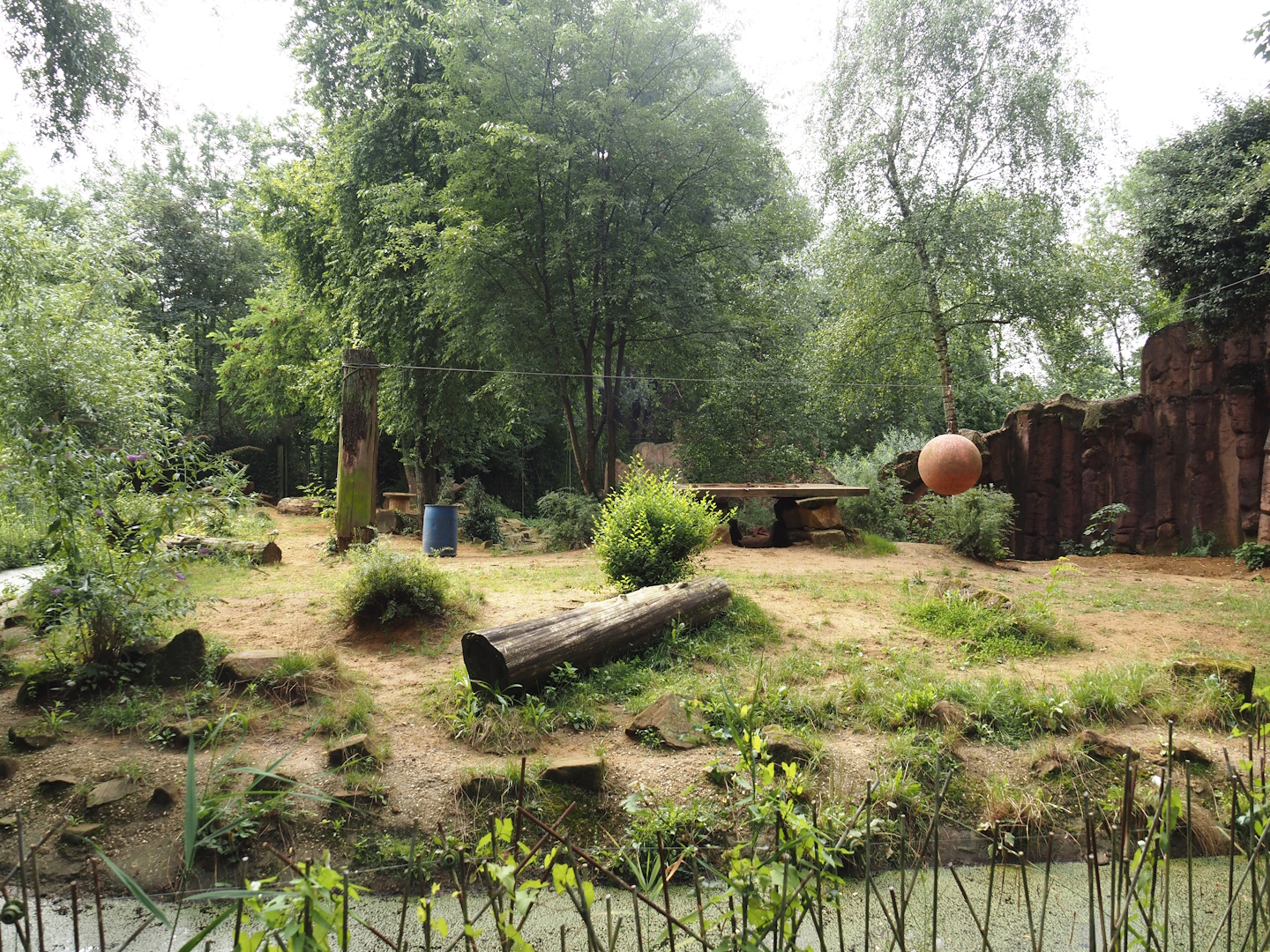 Spotted hyena exhibit, 2024-08-05