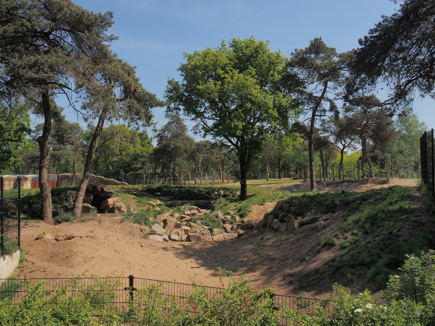 Spotted hyena exhibit, 2025-04-30