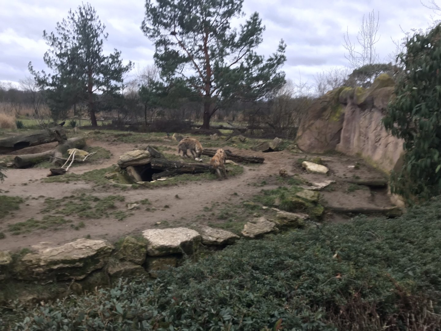 Spotted hyena exhibit 280118