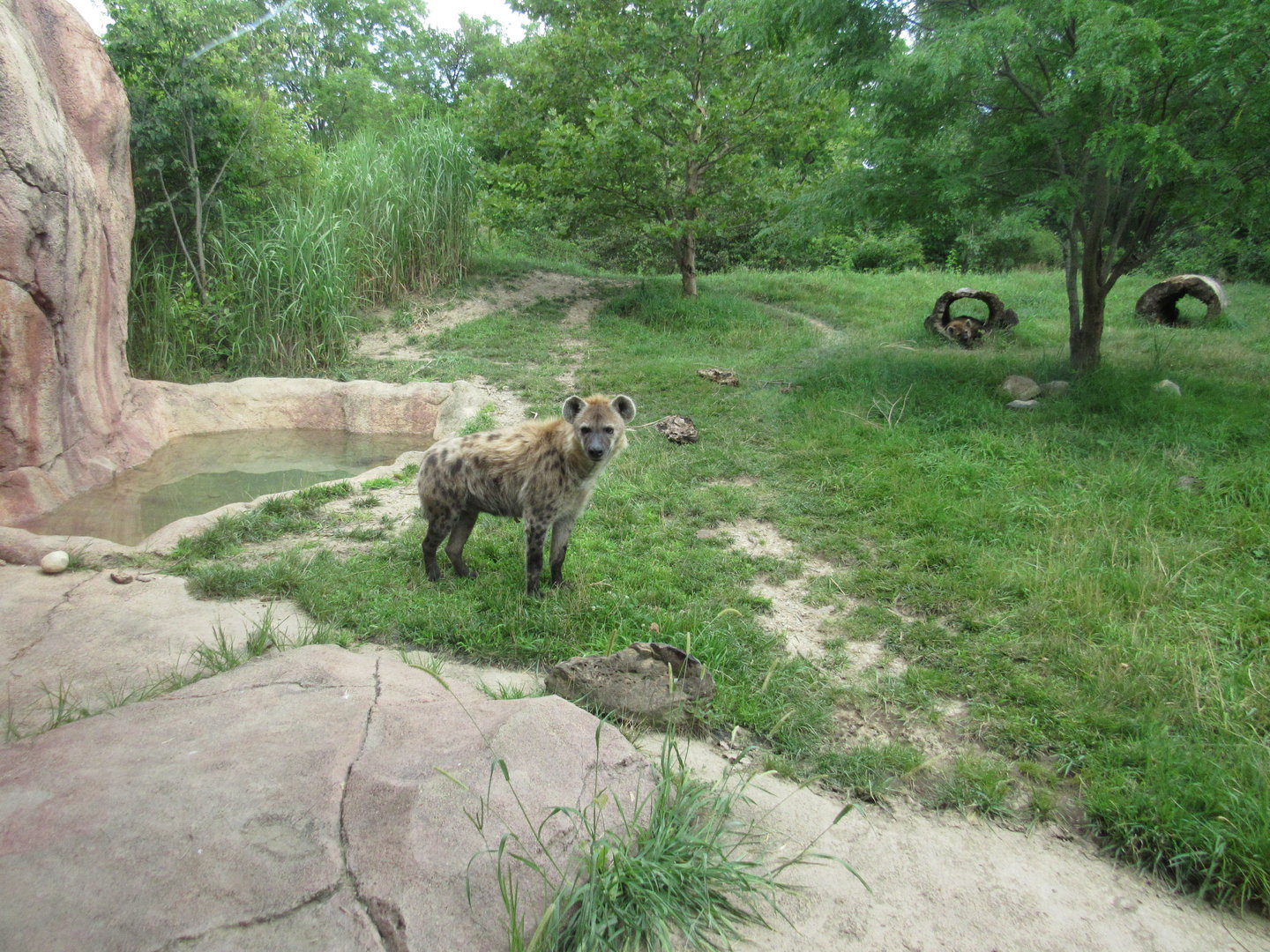 Spotted Hyena Exhibit, African Journey