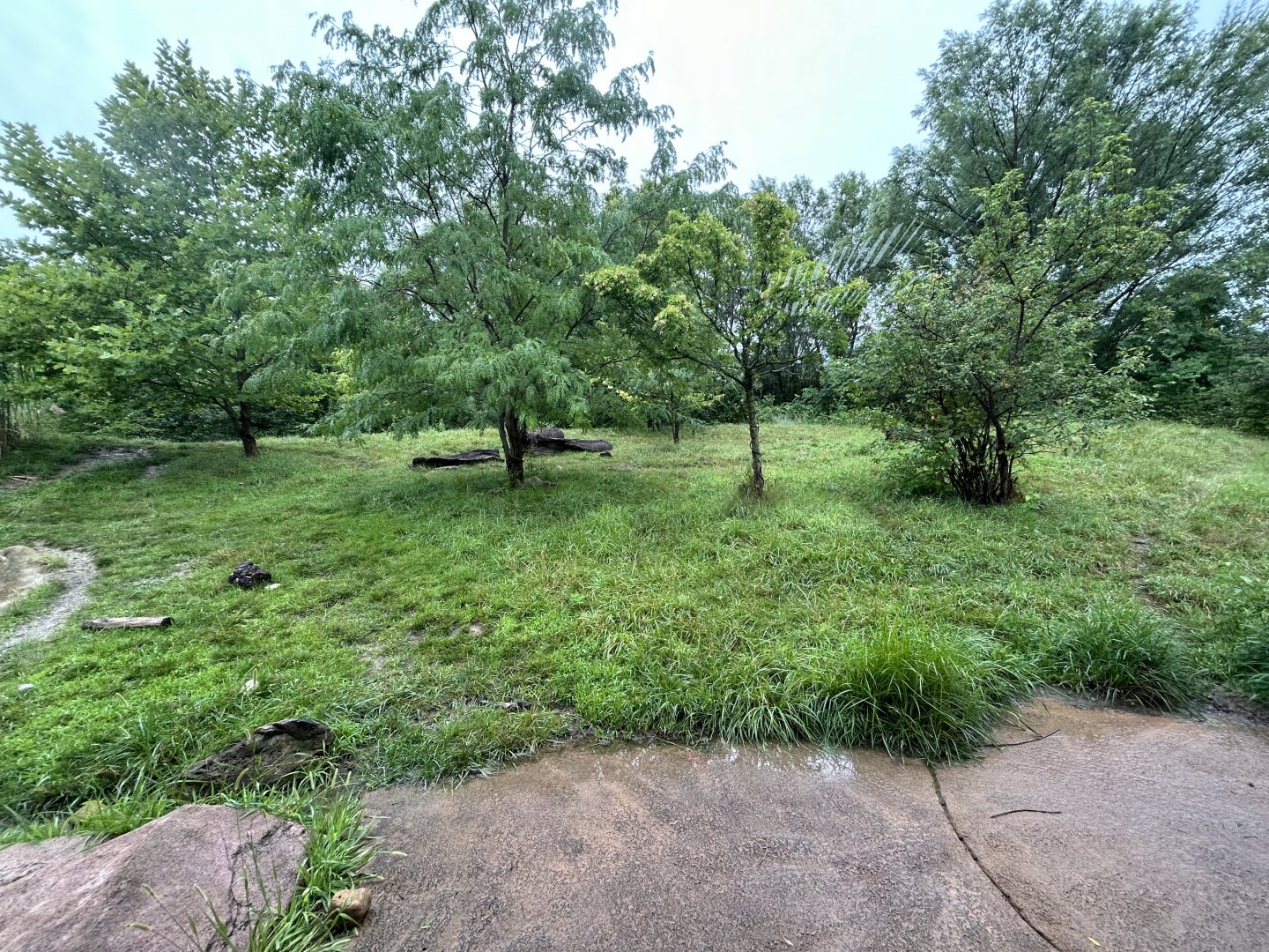 Spotted Hyena Exhibit - African Journey
