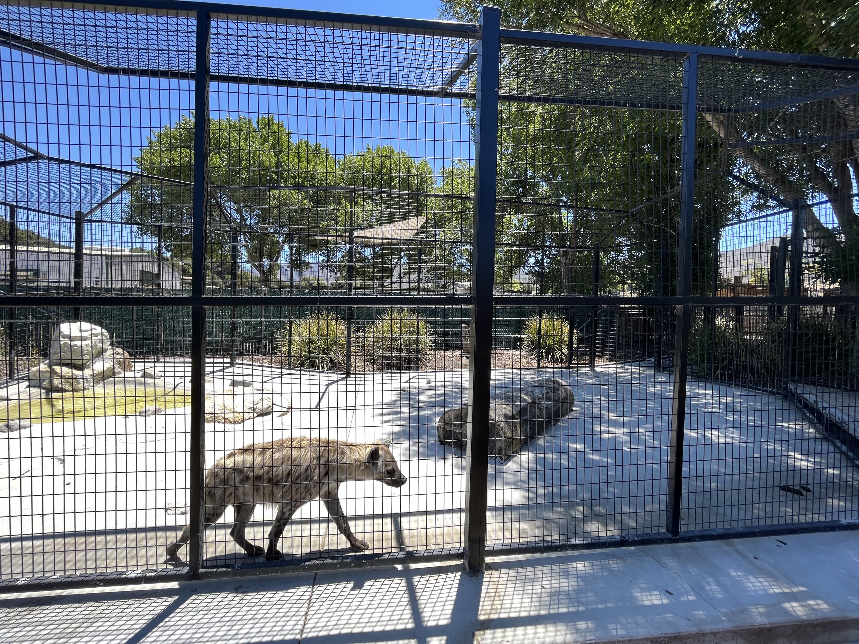 Spotted Hyena Exhibit - appalling