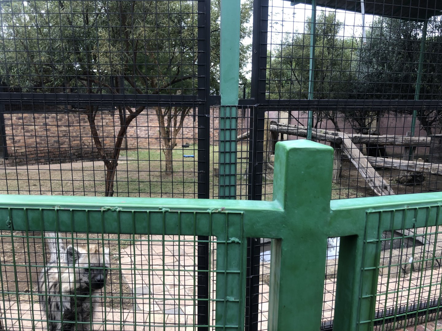 Spotted Hyena Exhibit ( Crocuta crocuta)