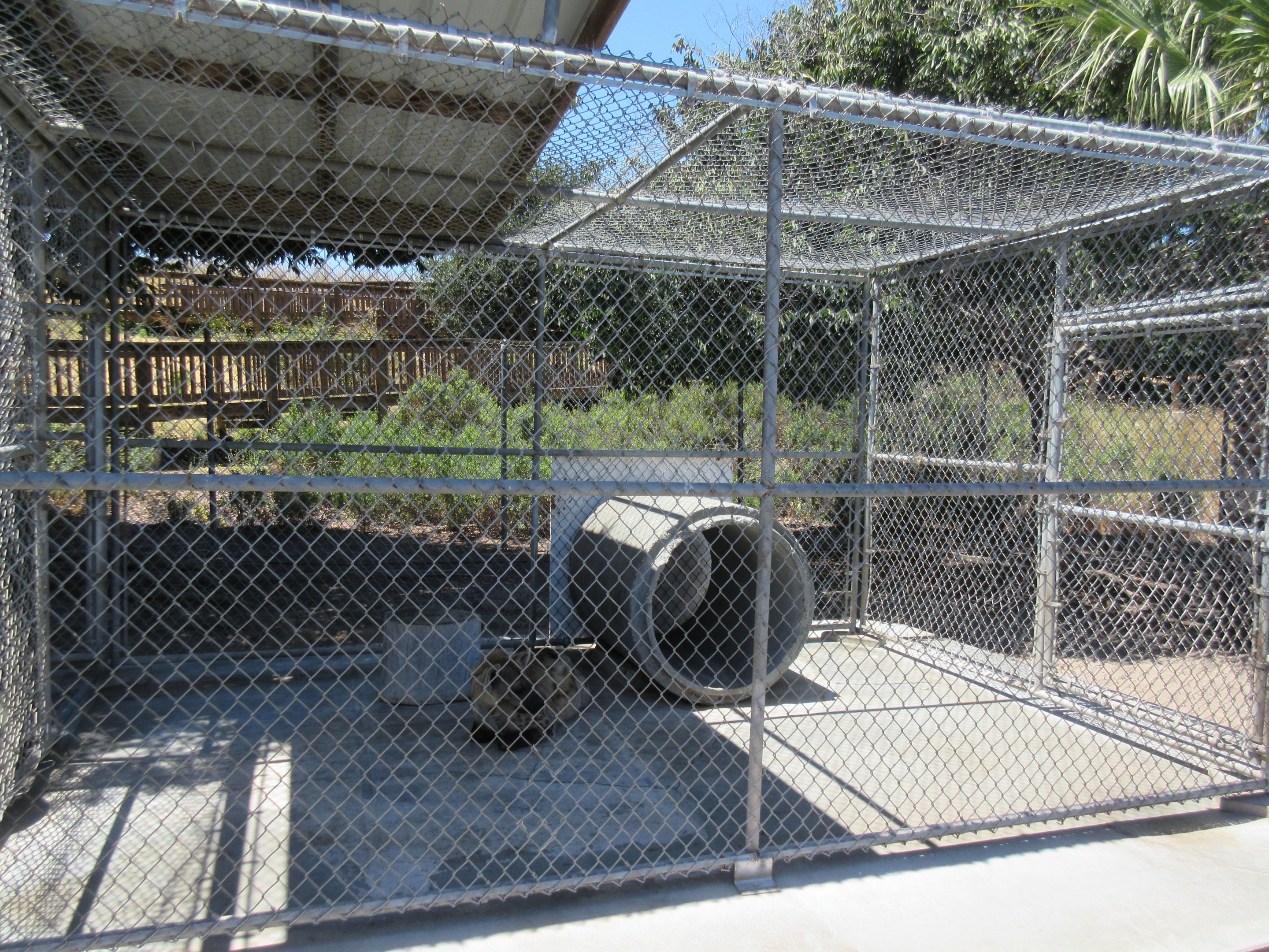 Spotted Hyena Exhibit (half of it)