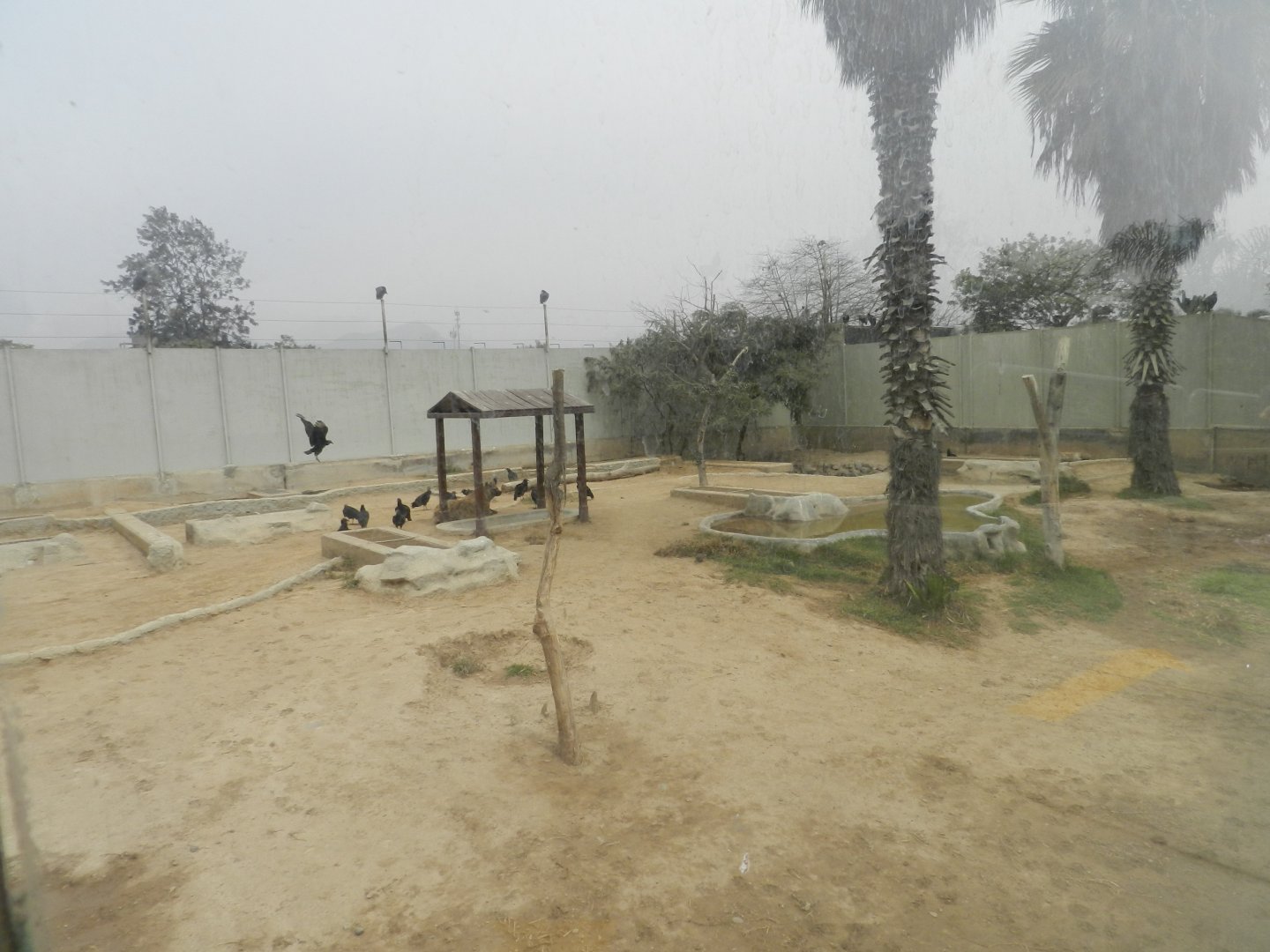 Spotted hyena exhibit - Parque Zoológico Huachipa