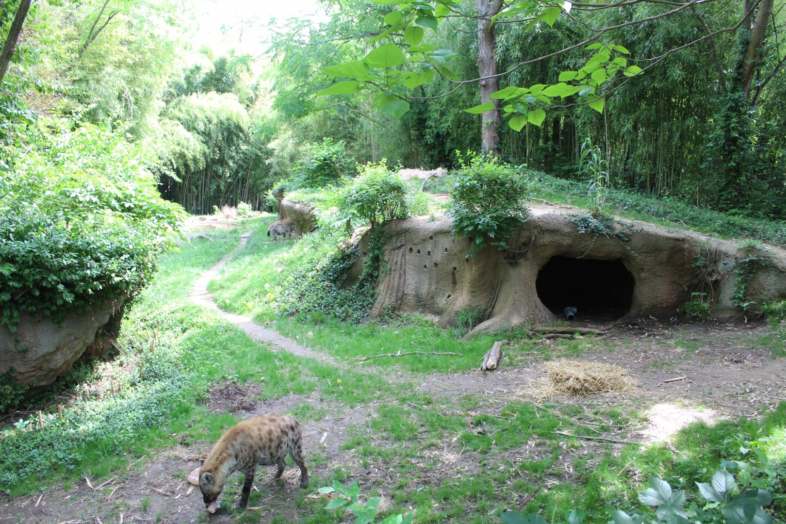 Spotted Hyena Exhibit - Rivers Edge