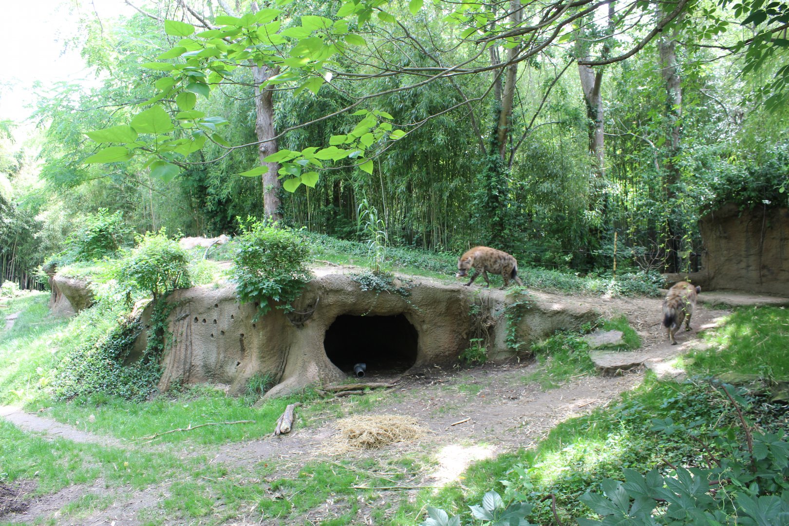 Spotted Hyena Exhibit - Rivers Edge