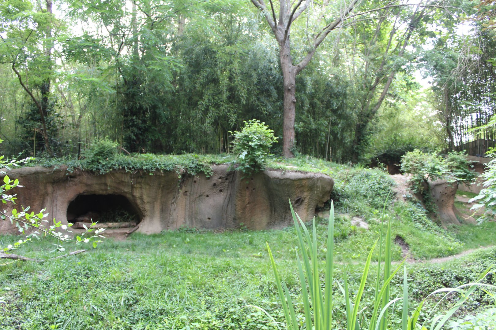 Spotted Hyena Exhibit - Rivers Edge