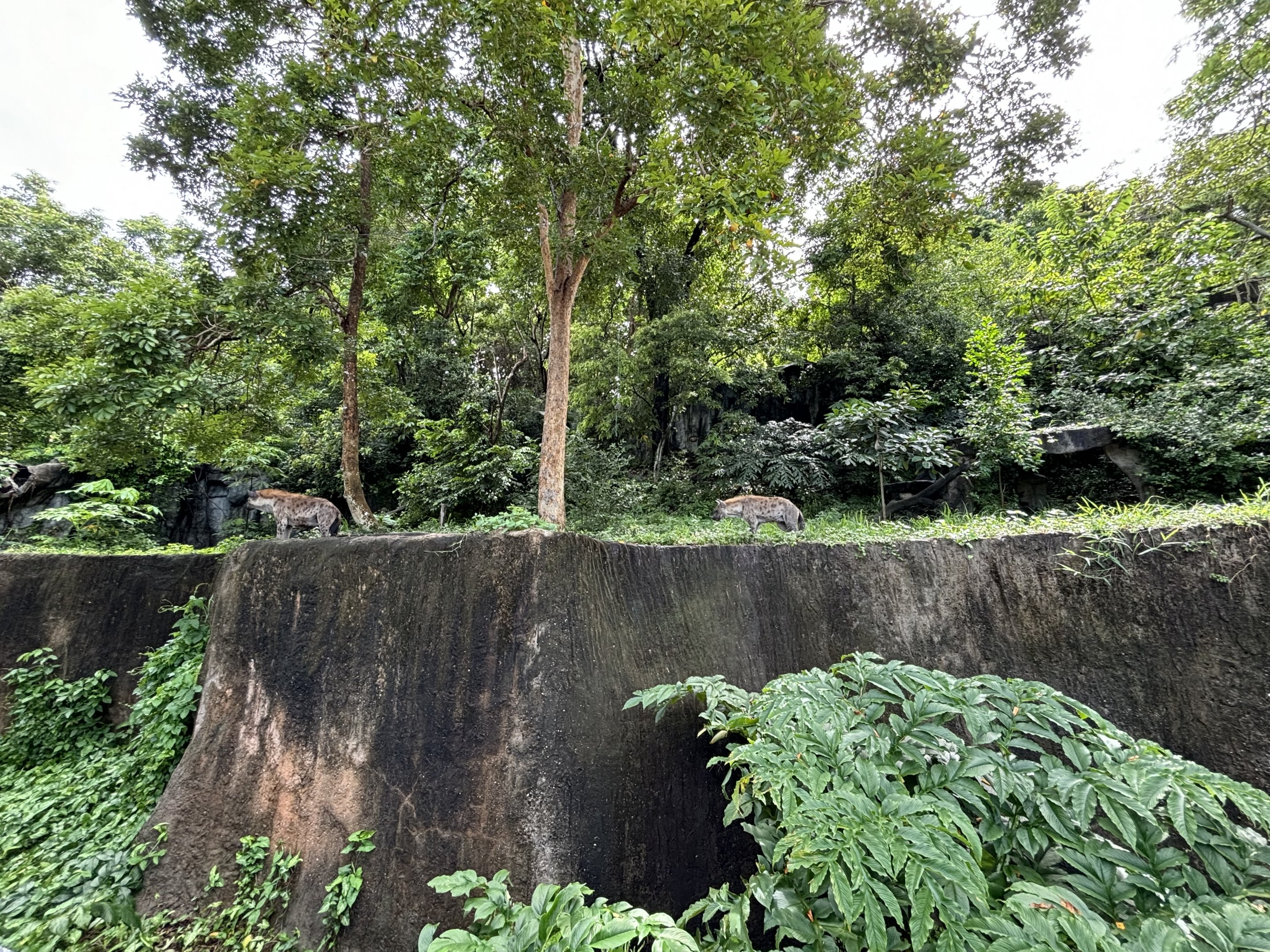 Spotted Hyena Exhibit - see 2 hyenas?