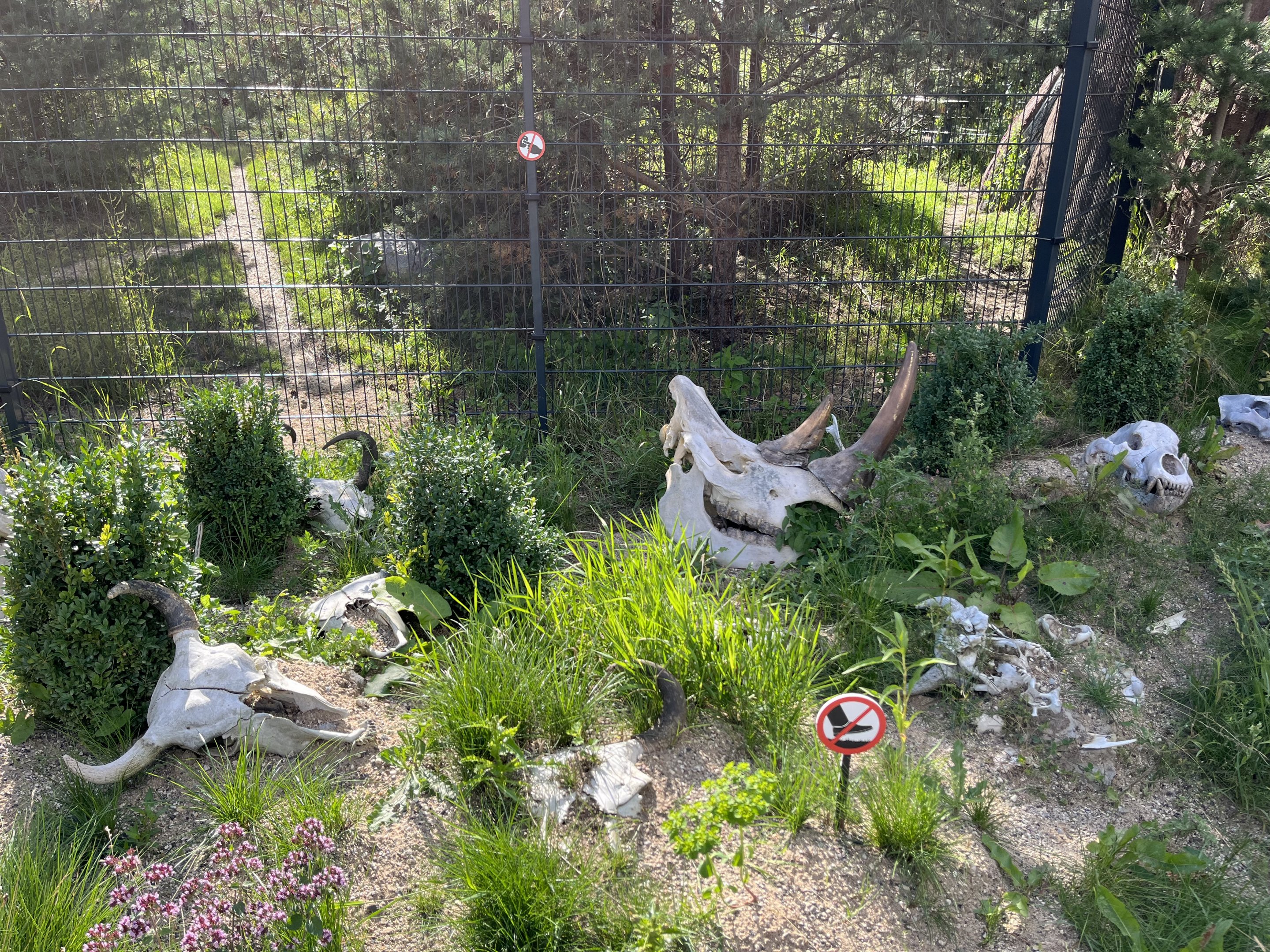 Spotted Hyena Exhibit - skulls on path