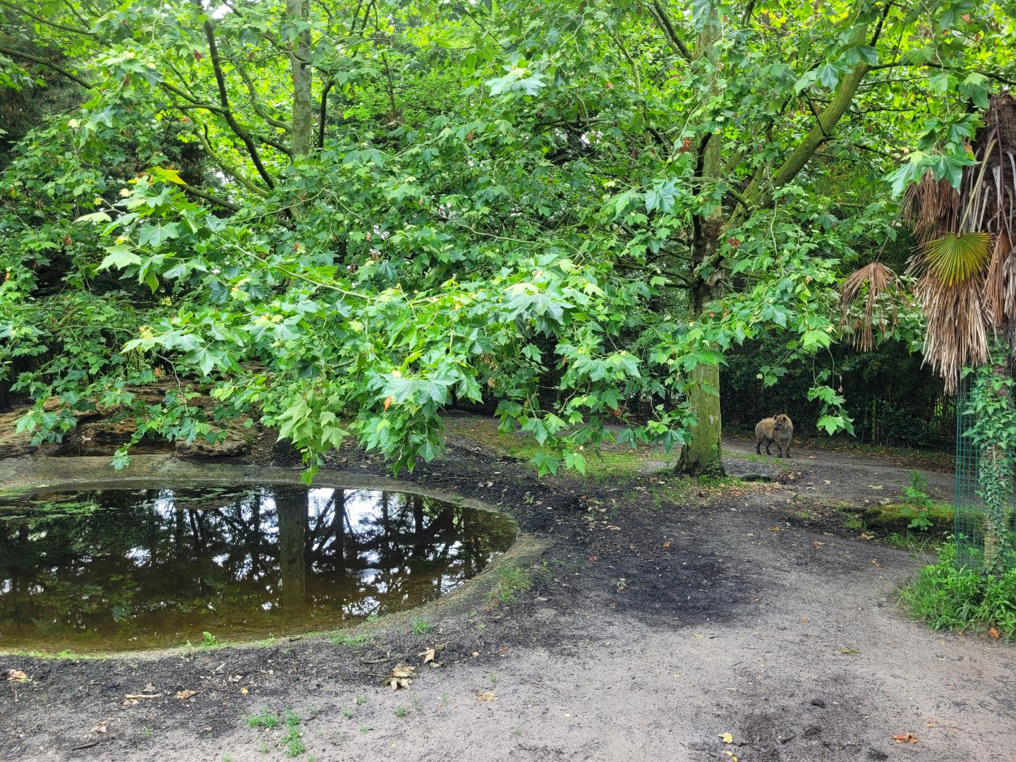 Spotted hyena exhibit -Zoo du bassin d'Arcachon (2024)
