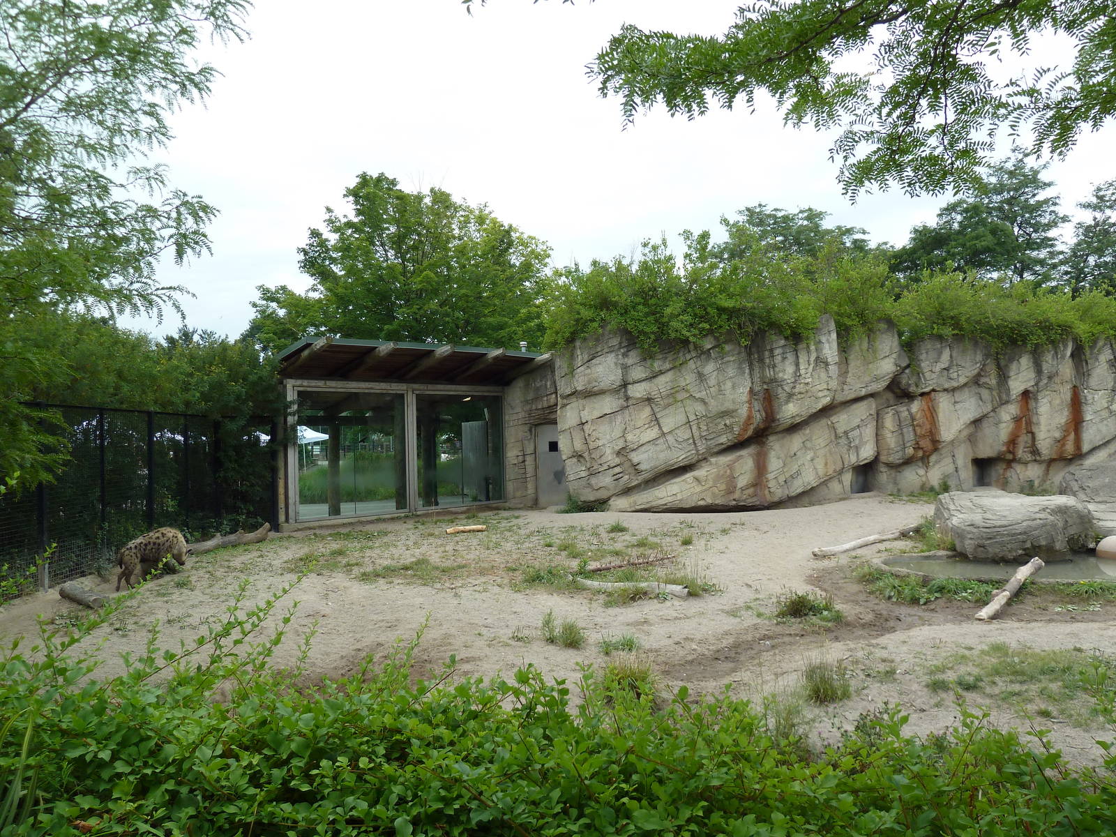 Spotted Hyena Exhibit