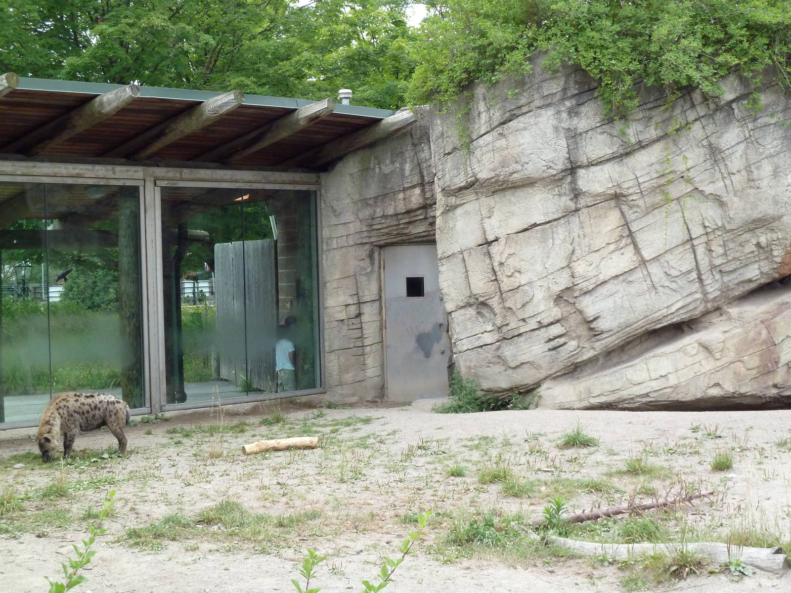 Spotted Hyena Exhibit